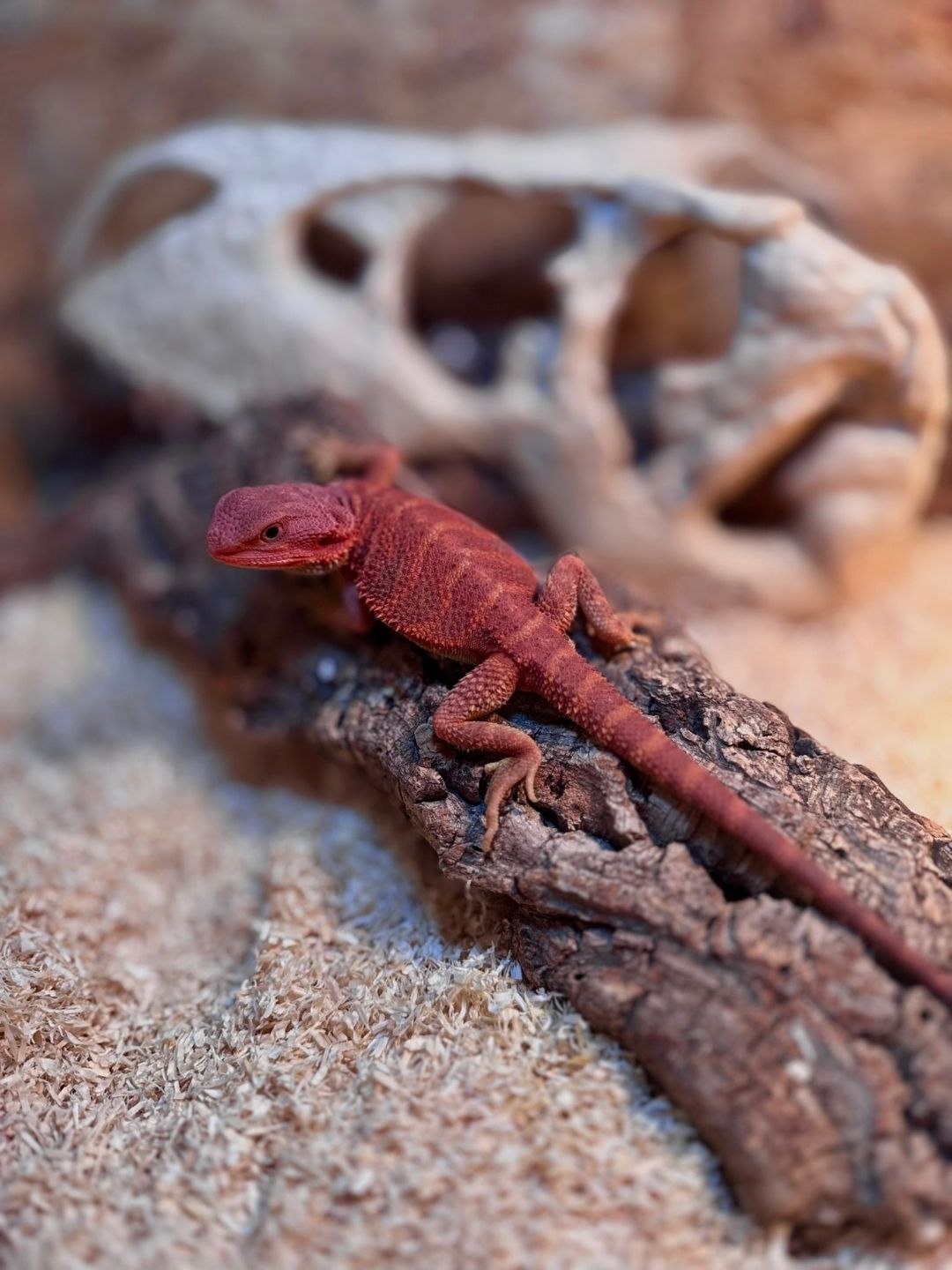 Pogona vitticeps Red hembra Hypotrans N2 - Imagen 3