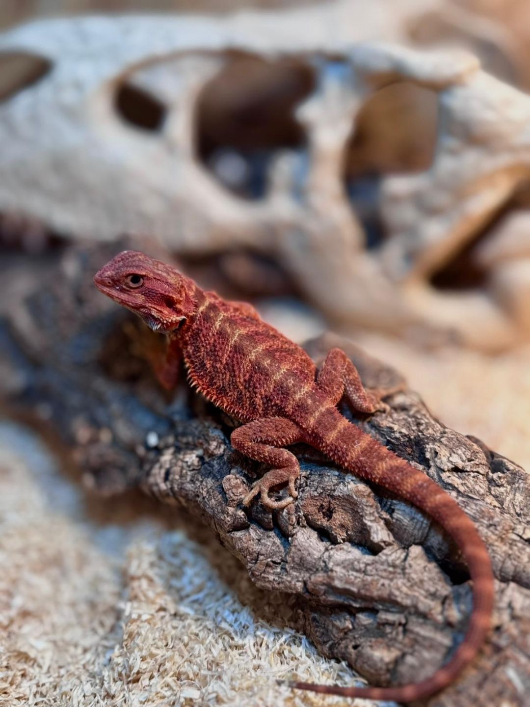 Pogona vitticeps 50% Red monster Hypotrans Macho