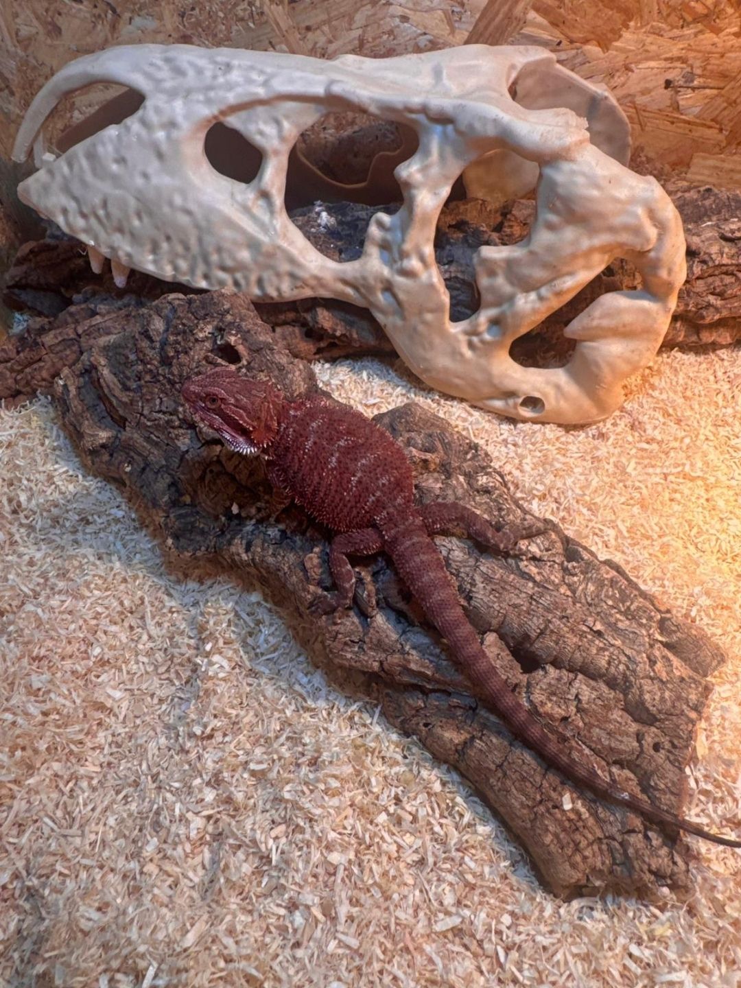 Pogona vitticeps 50% Red monster hembra