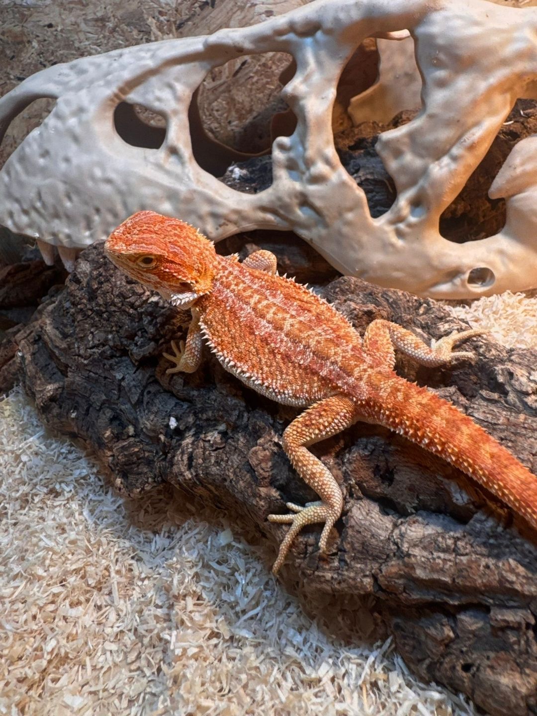 Pogona vitticeps Red Genetic striped dunner hembra - Imagen 2