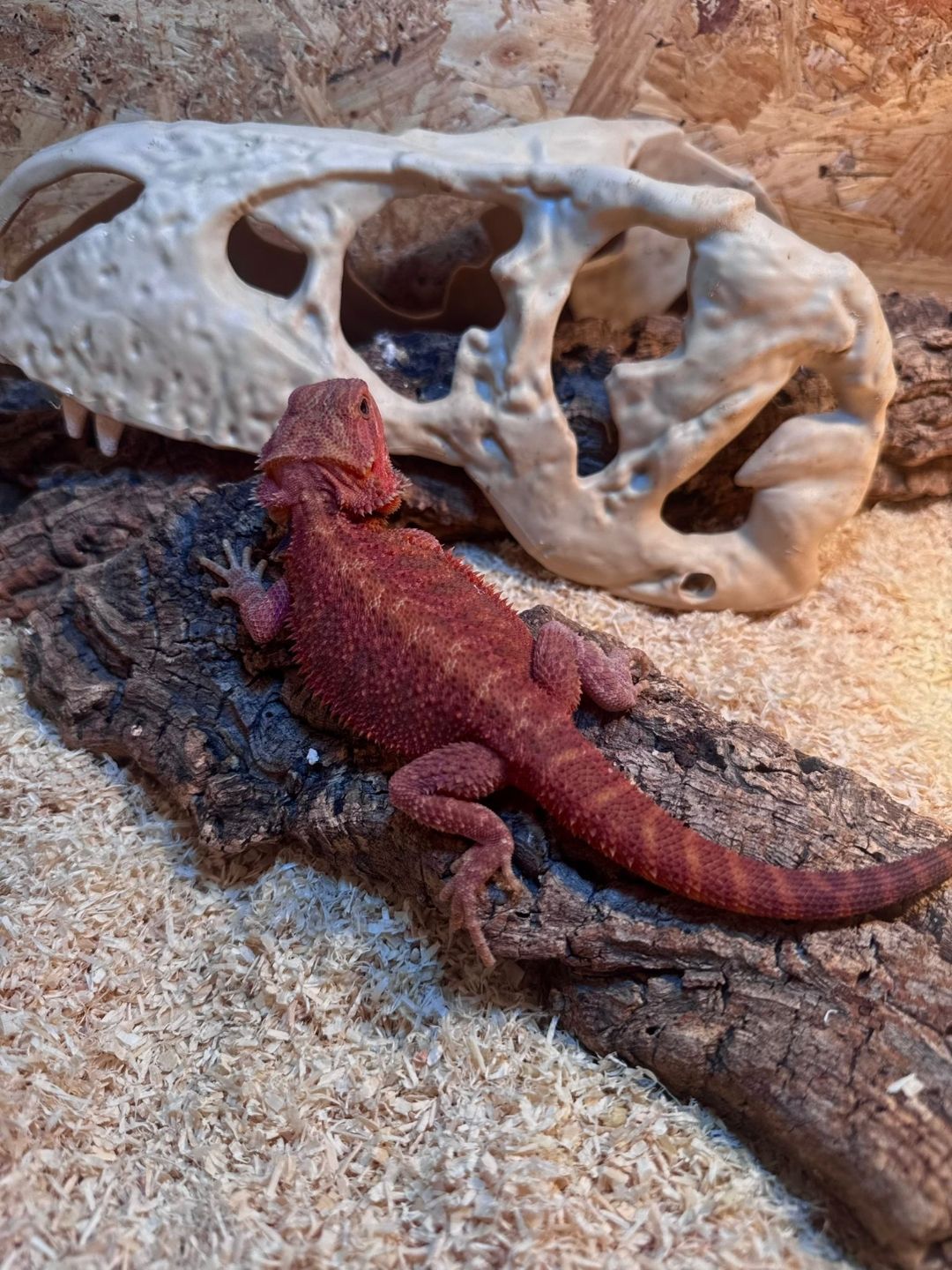 Pogona vitticeps Red hembra Hypotrans N3