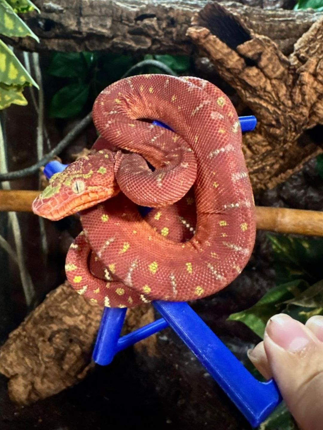 Corallus caninus - Imagen 3