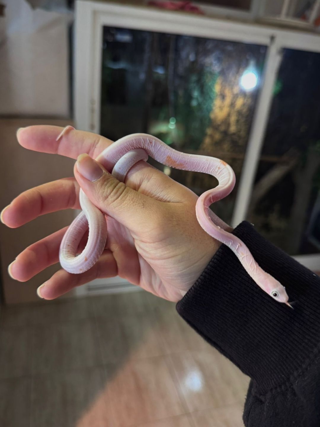 Phanterophis Guttata Scaleless palmero - Imagen 2