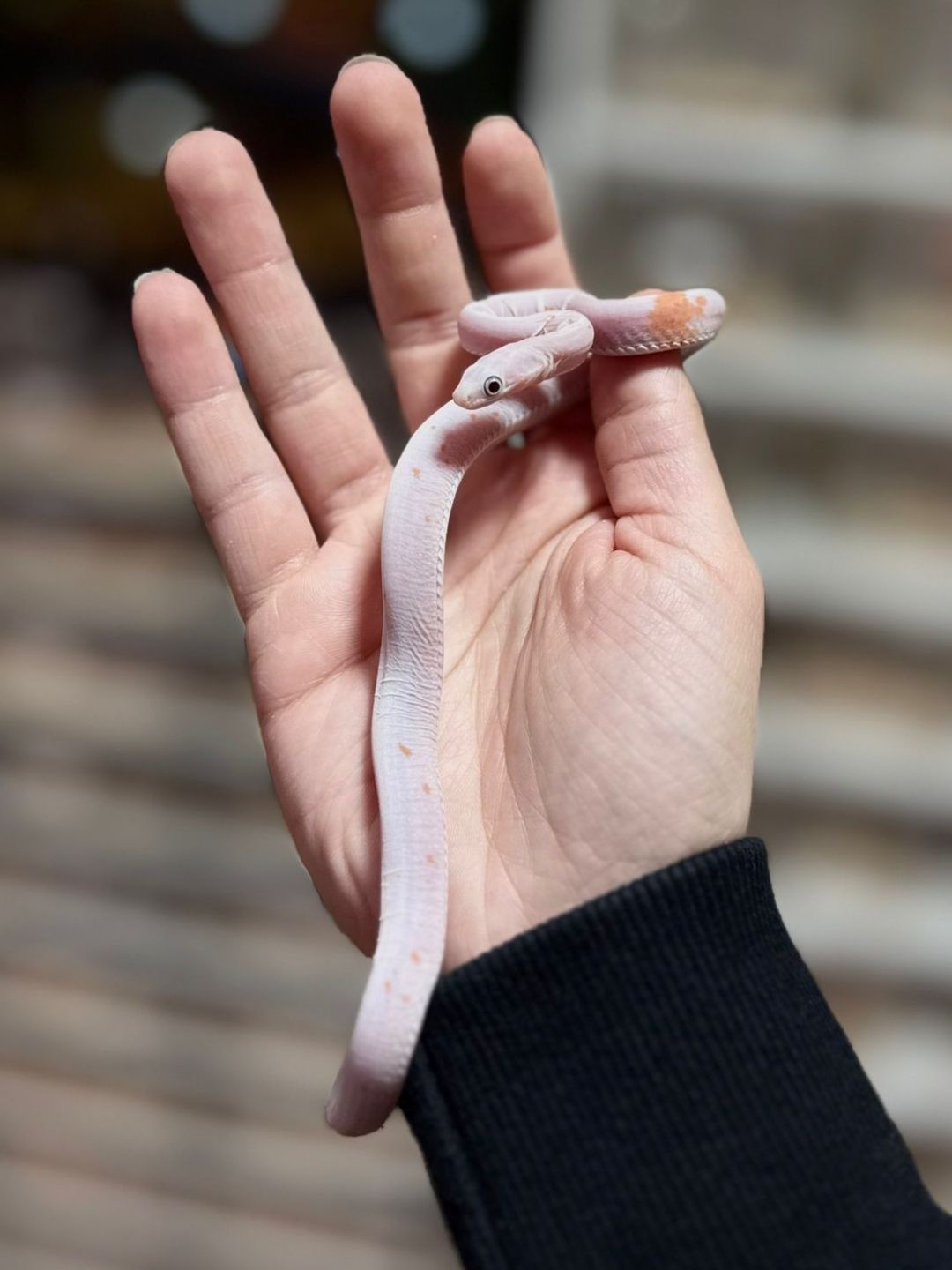Phanterophis Guttata Scaleless palmero - Imagen 4