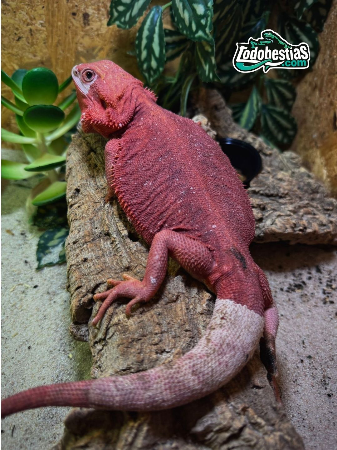 Pogona Vitticeps Red Hypotrans hembra adulta