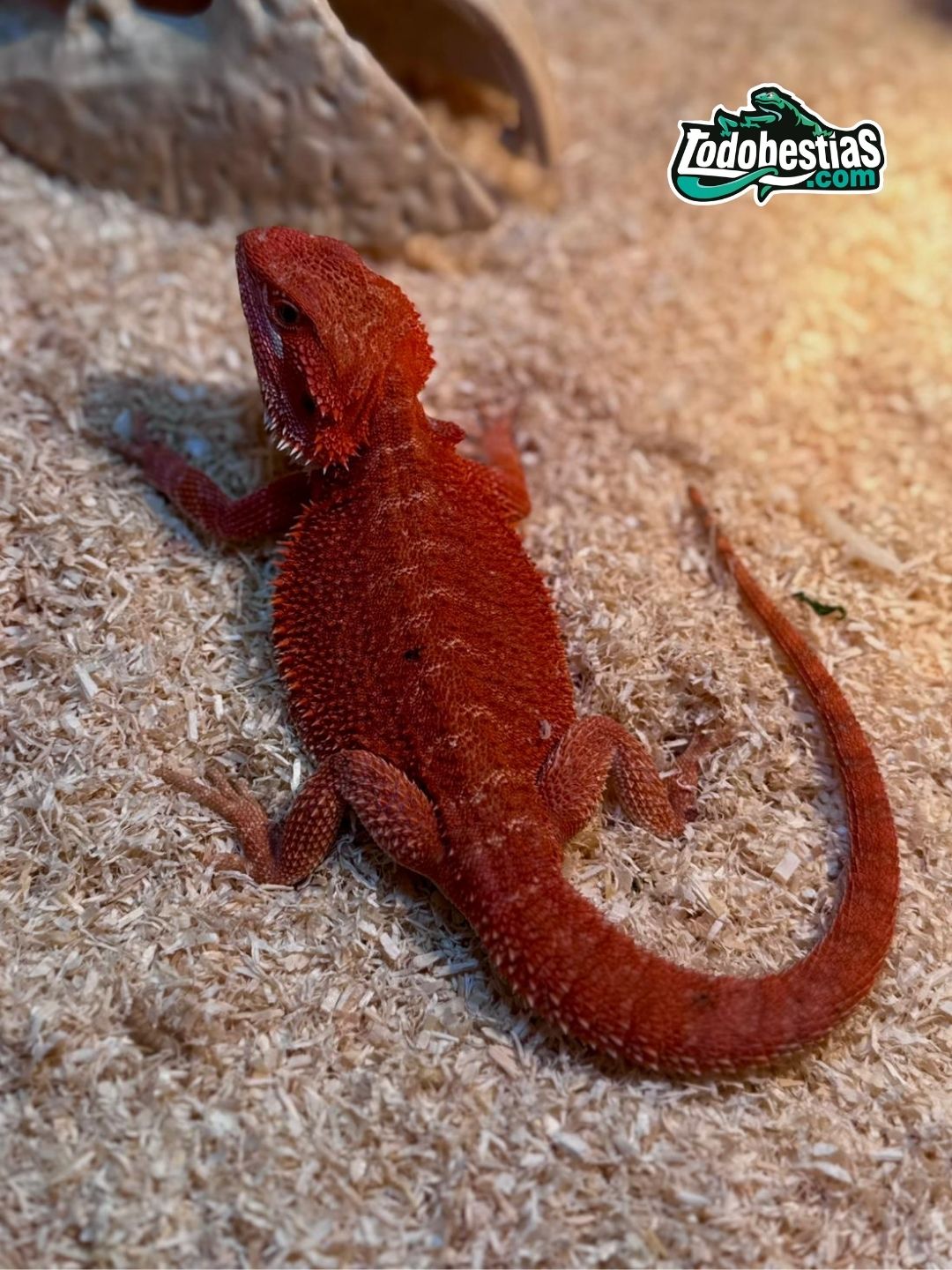 Pogona Vitticeps Red hypo Het trans Macho subadulto