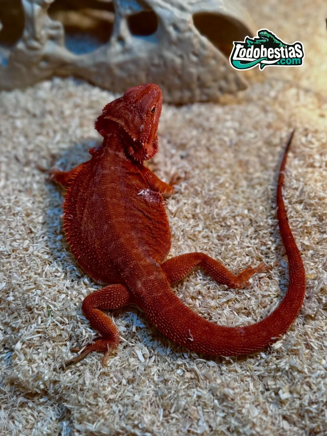 Pogona Vitticeps hembra Red Hypo Het trans leatherback subadulta