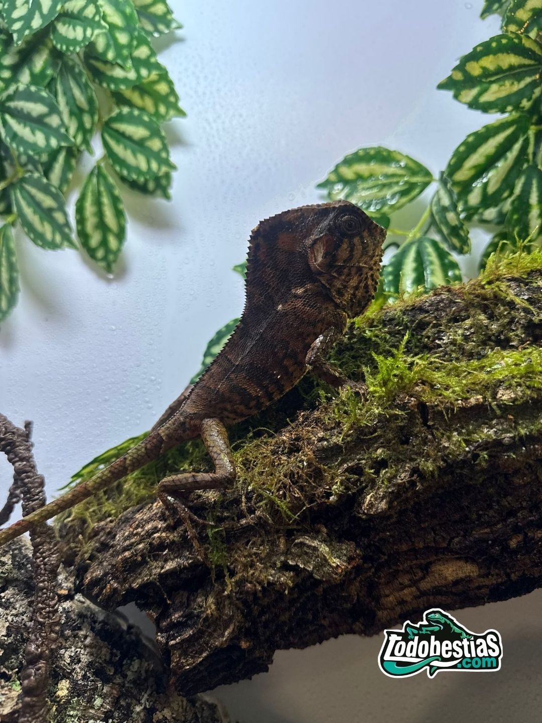 Corytophanes Cristatus pareja