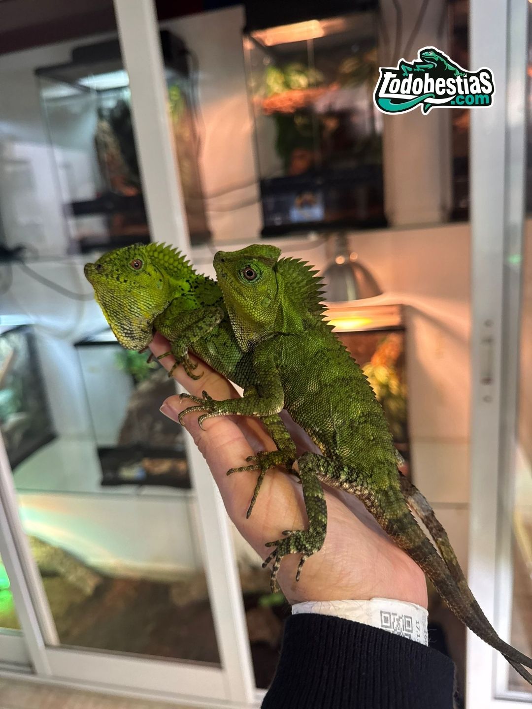 Gonocephalus Chamaeleontinus