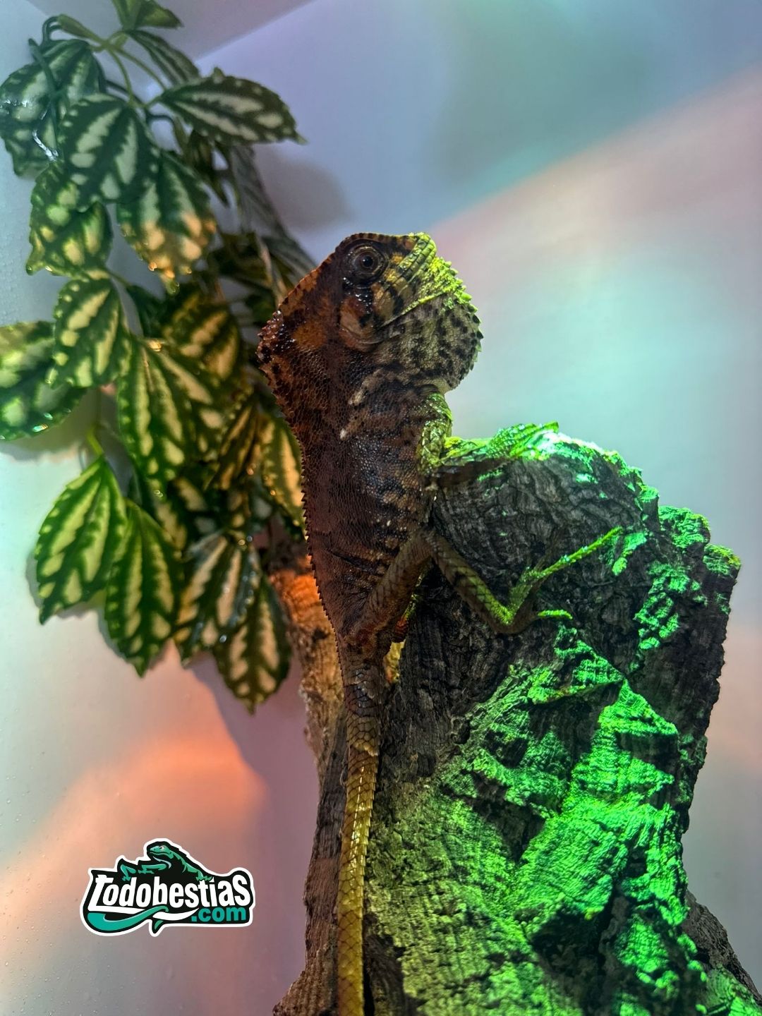 Corytophanes Cristatus pareja - Imagen 2