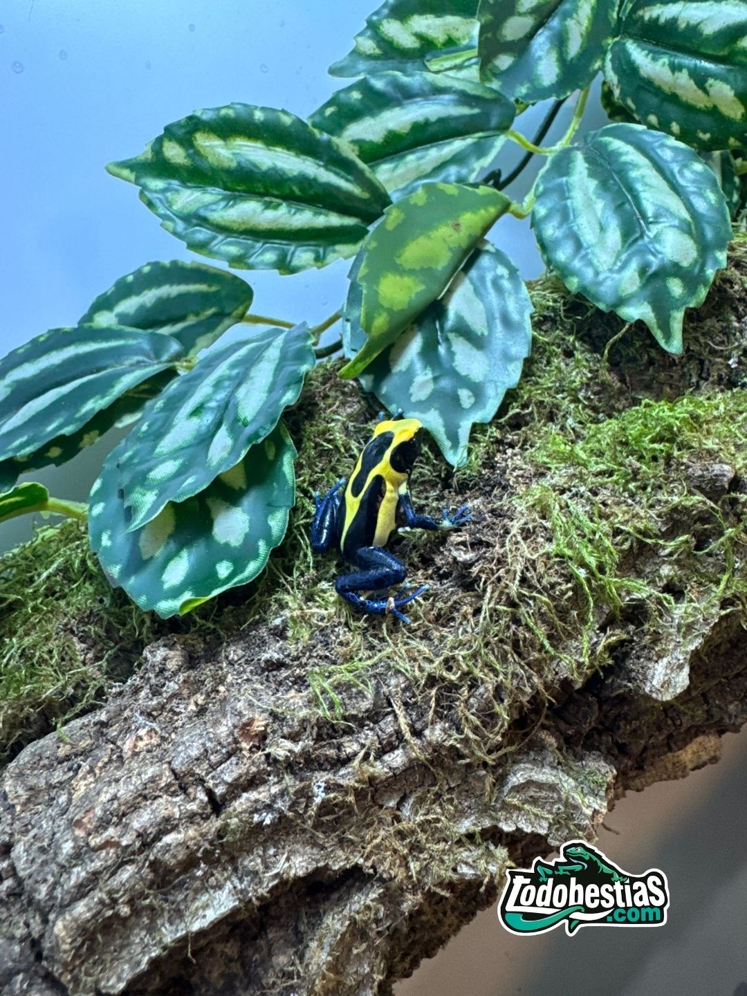 Dendrobates Tinctorius