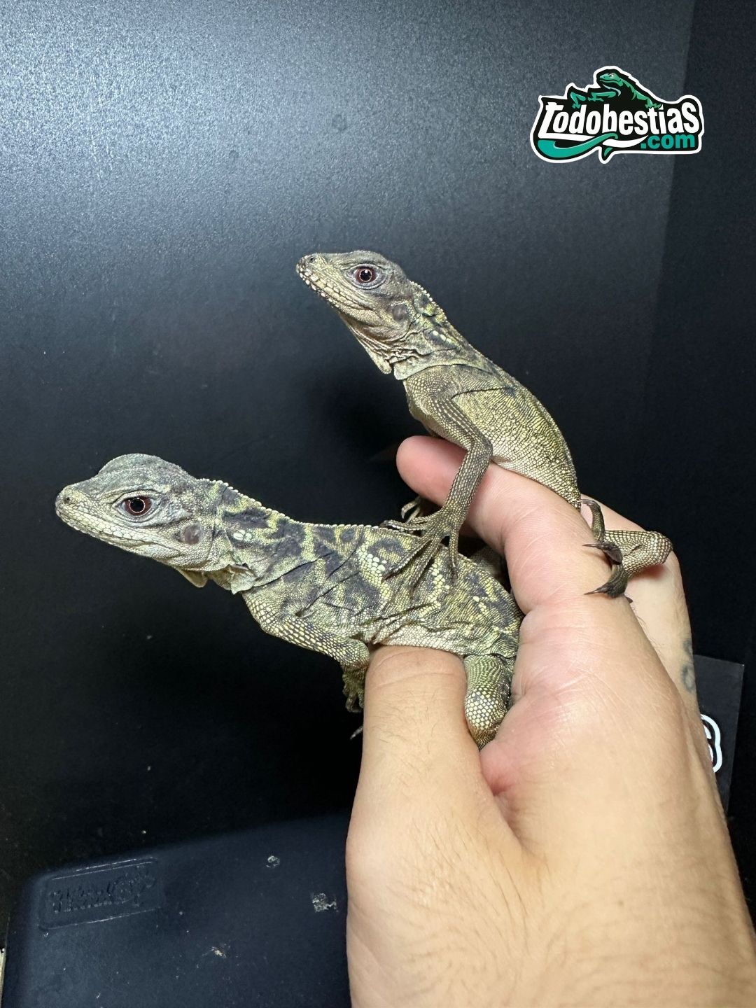 Hydrosaurios Weberi - Imagen 2