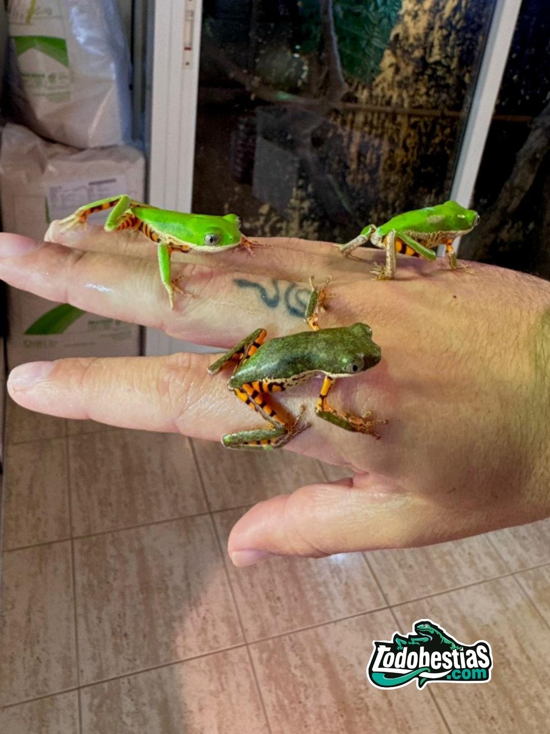 Phyllomedusa Hypochondriallis