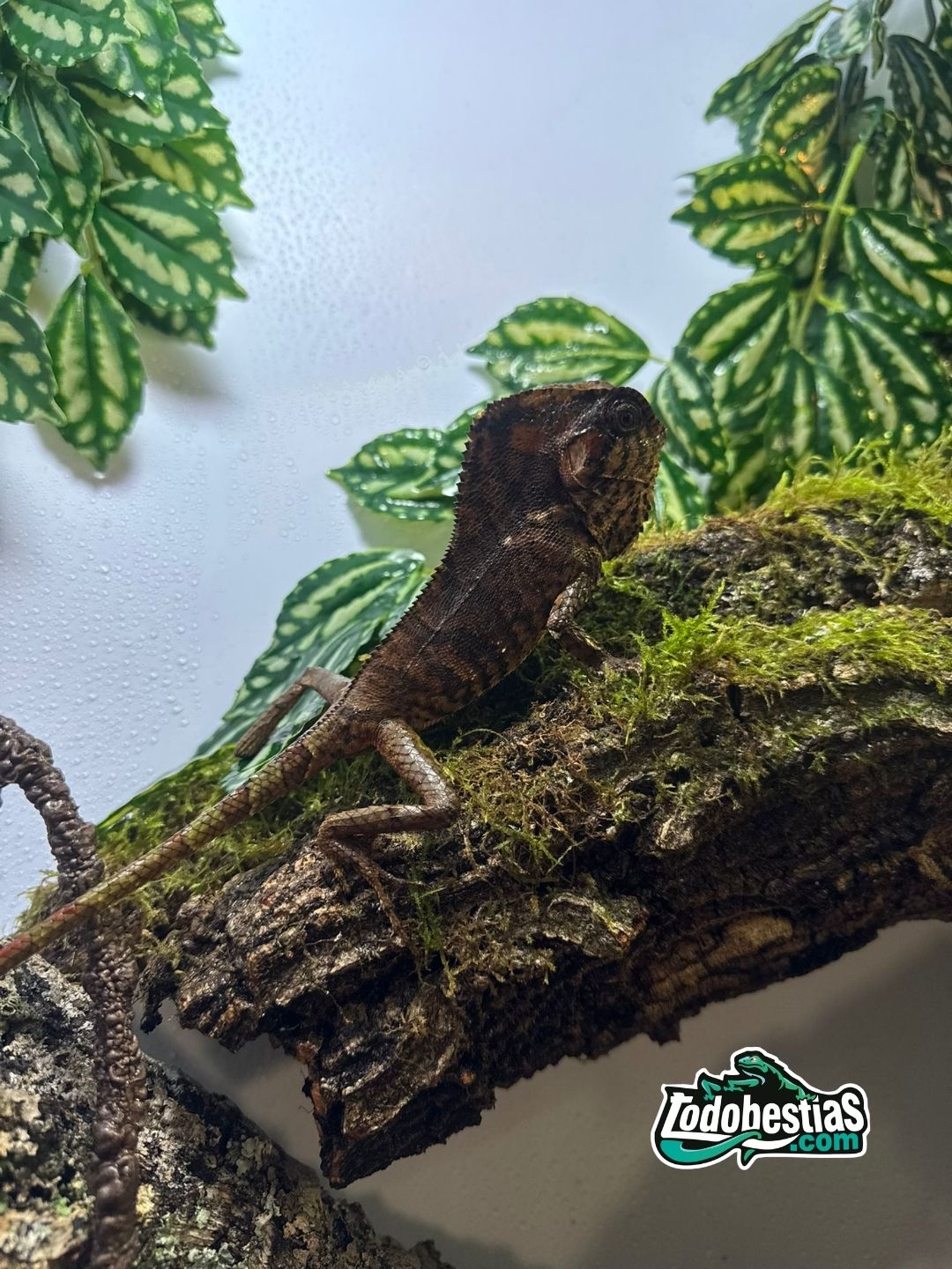 Corytophanes Cristatus pareja - Imagen 3