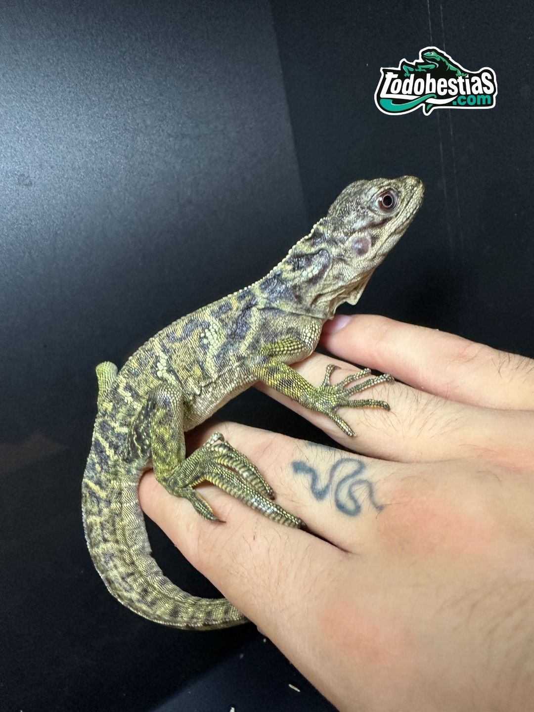 Hydrosaurios Weberi - Imagen 3