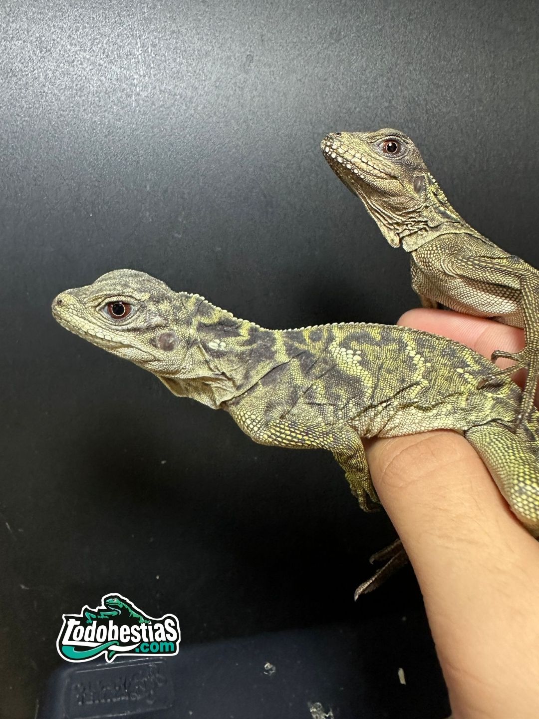 Hydrosaurios Weberi - Imagen 4