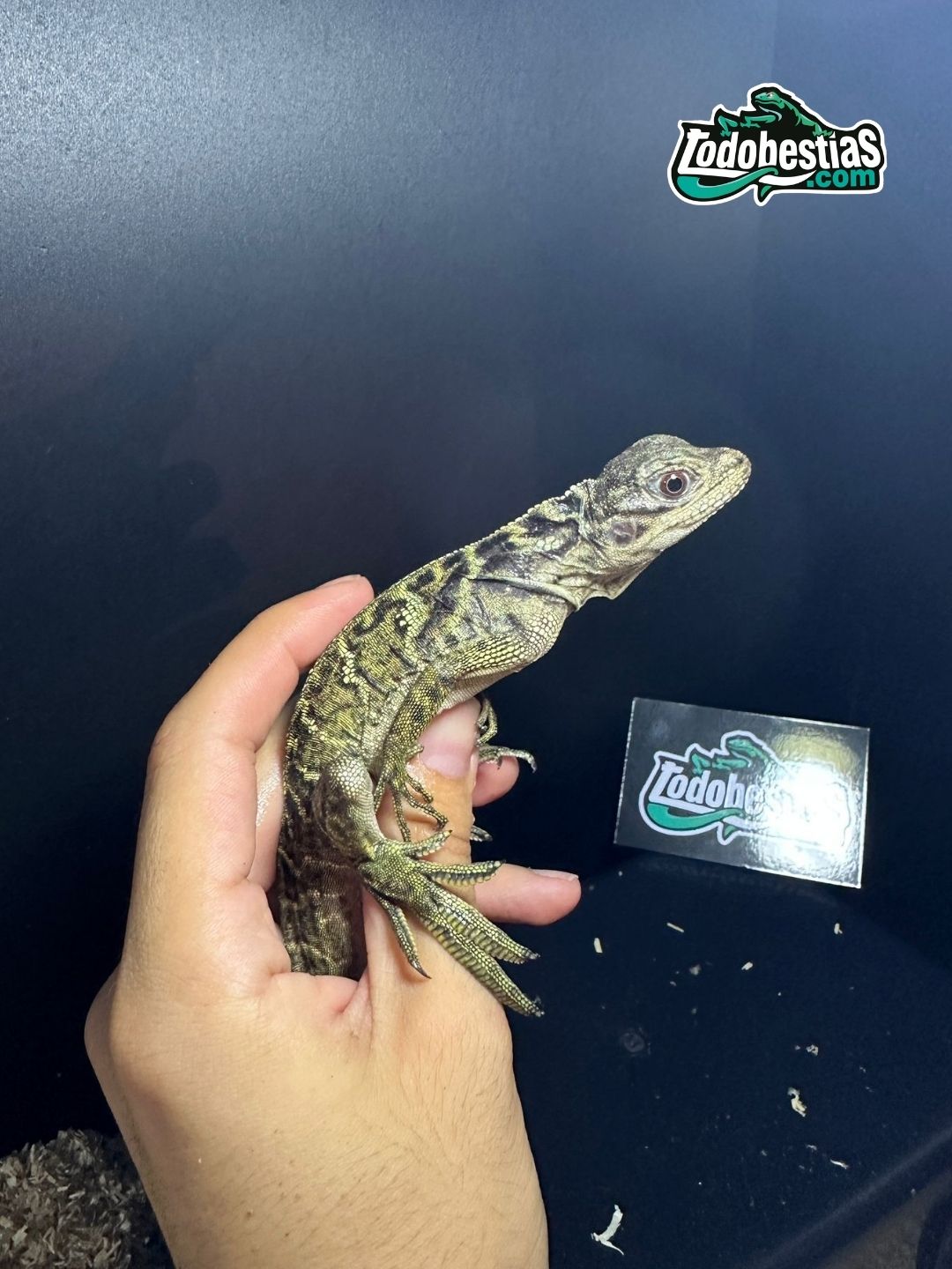 Hydrosaurios Weberi - Imagen 5