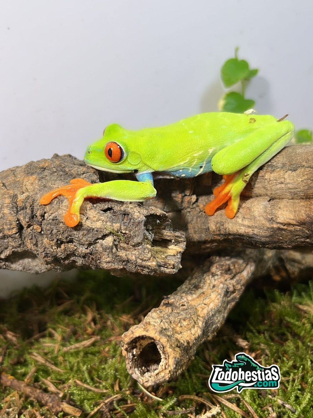 Agalychnys callydrias (Rana de ojos rojos) subadultas