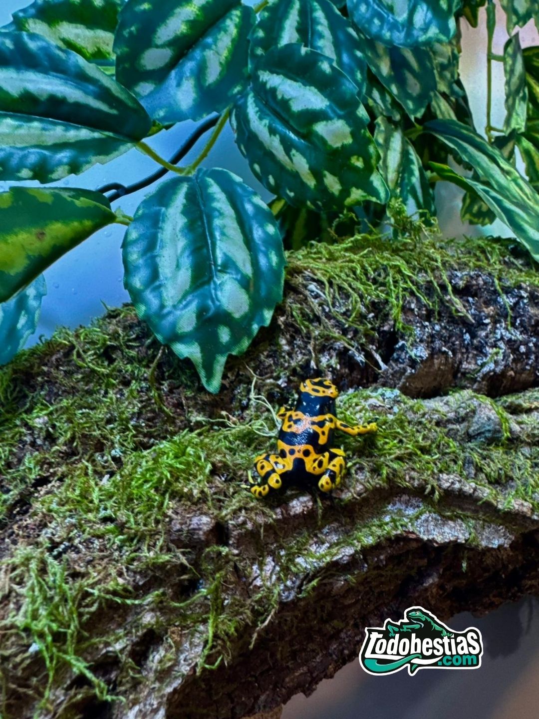 Dendrobates Leucomelas