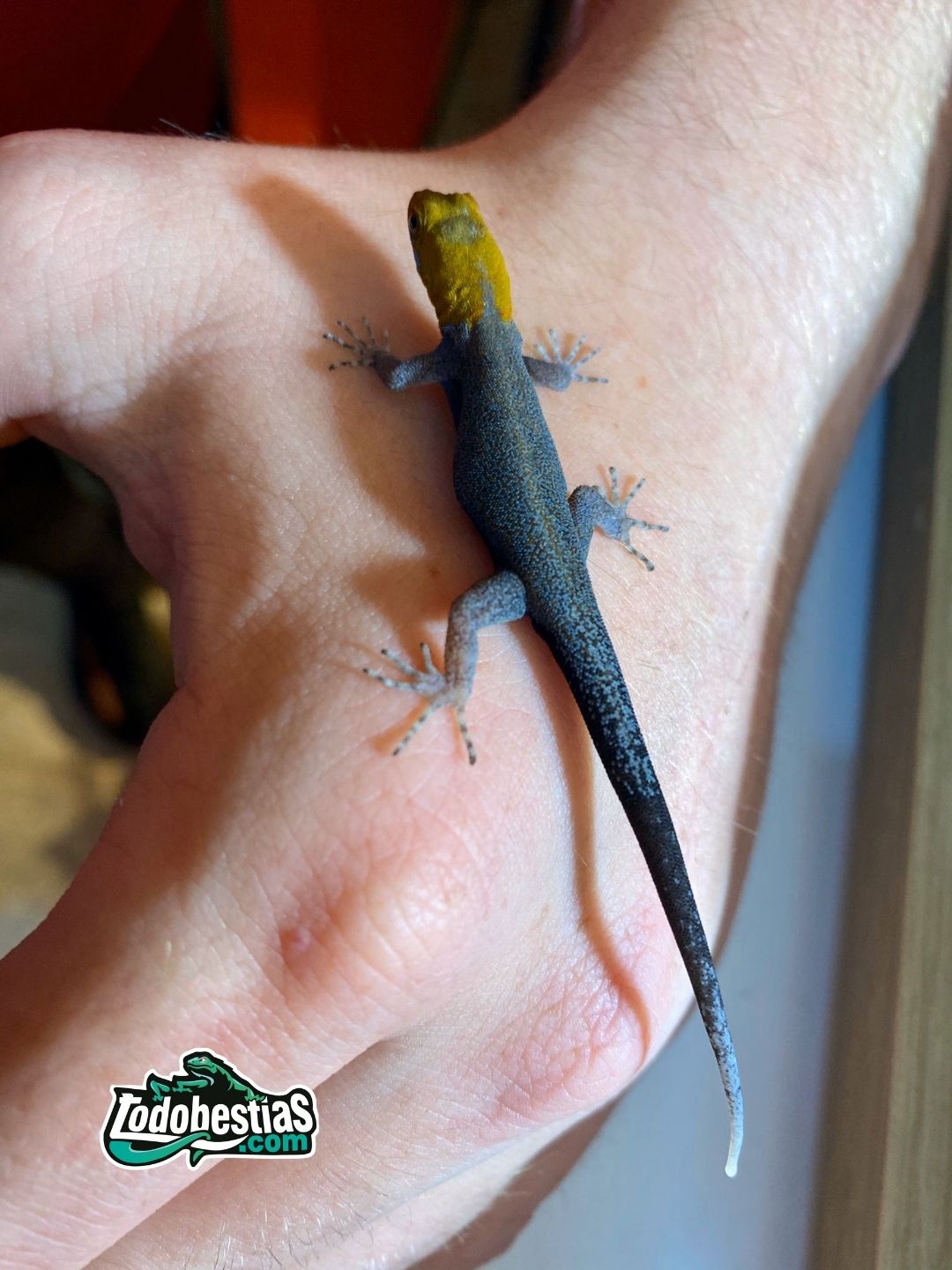 Gonatodes Albogularis