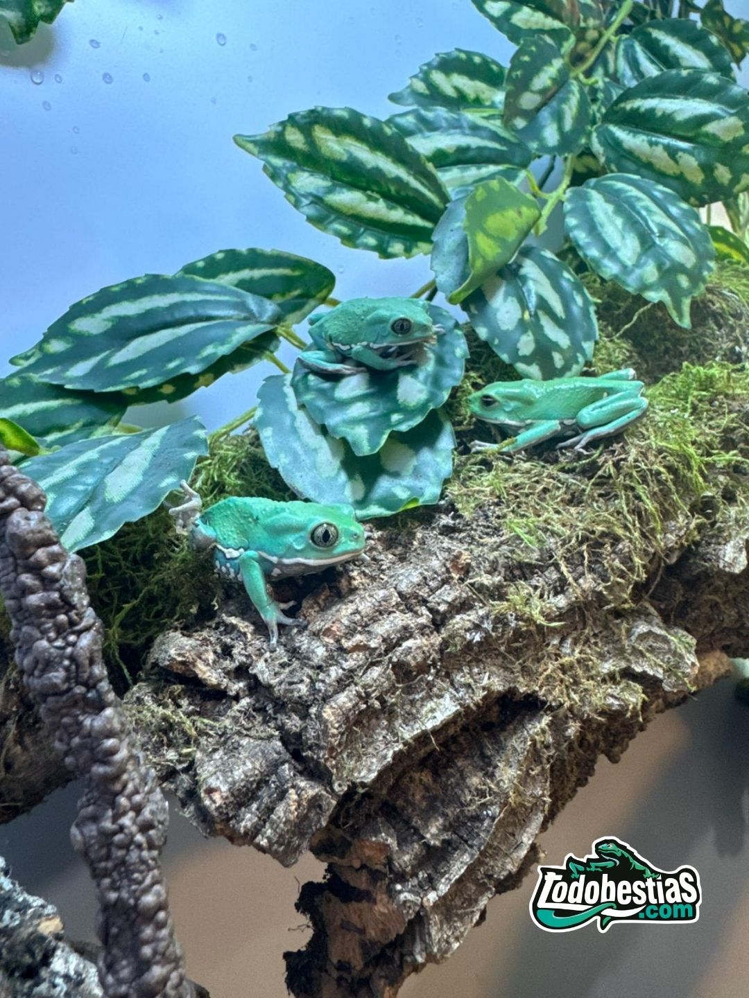 Phyllomedusa sauvagii – La rana de cera, resistente y fascinante - Imagen 2