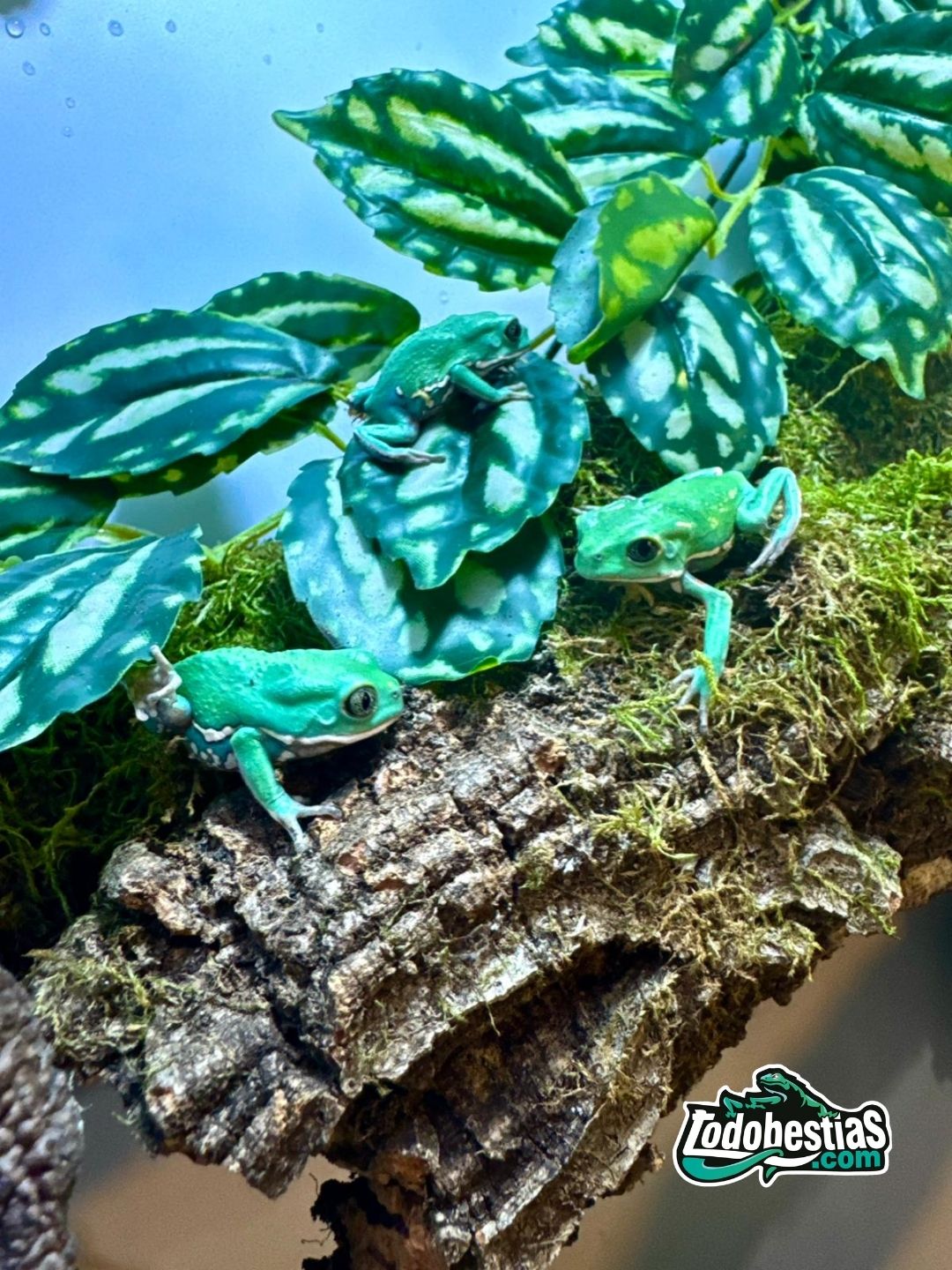 Phyllomedusa sauvagii – La rana de cera, resistente y fascinante