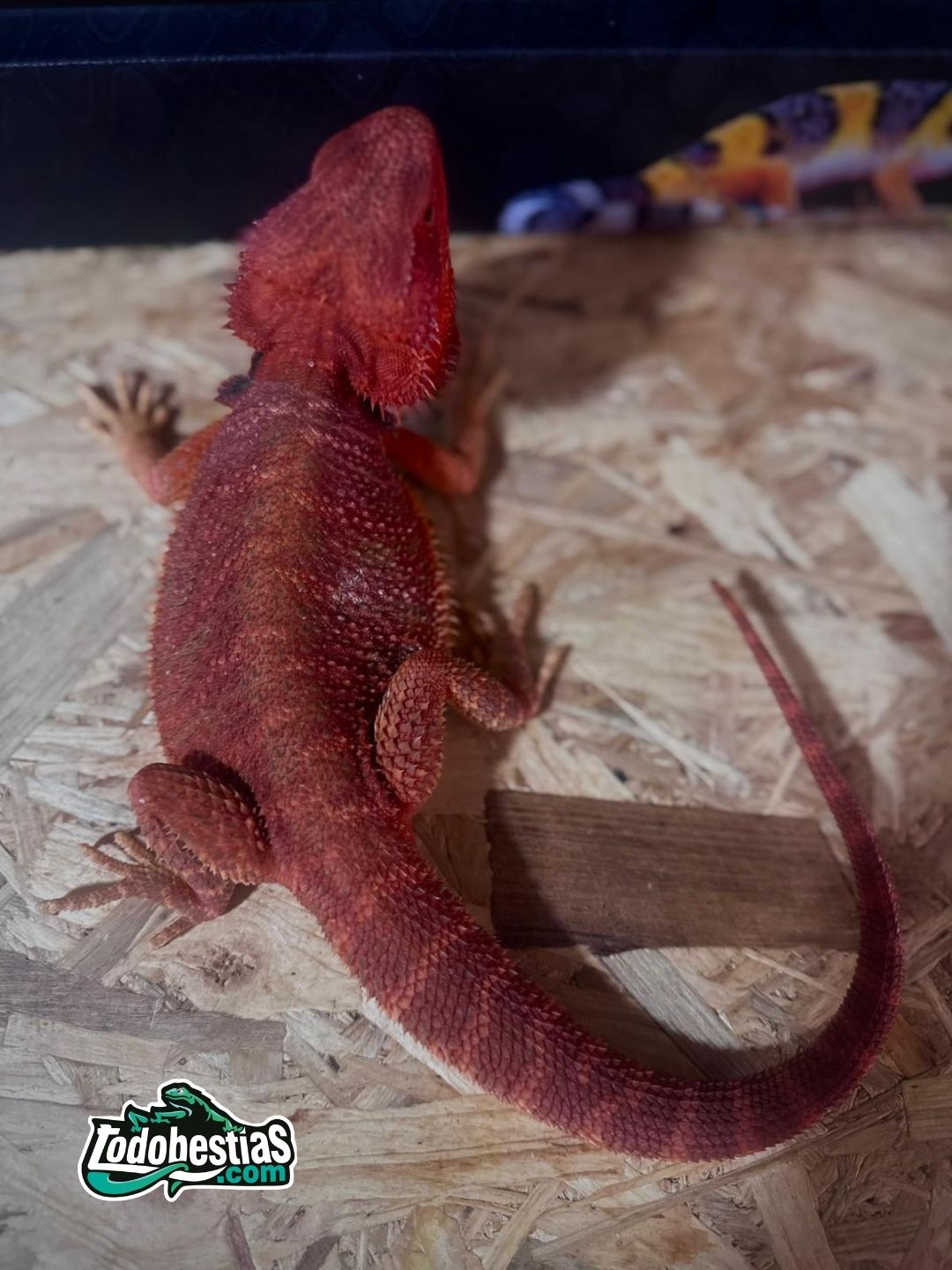 Pogona vitticeps 50% red monster Macho adulto