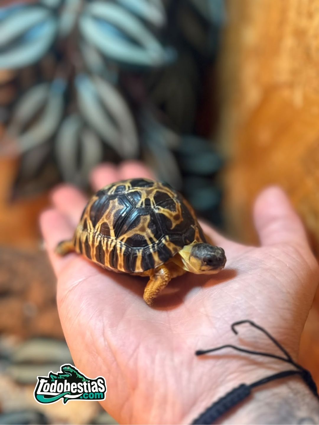 Astrochelys Radiatas 5/6cm