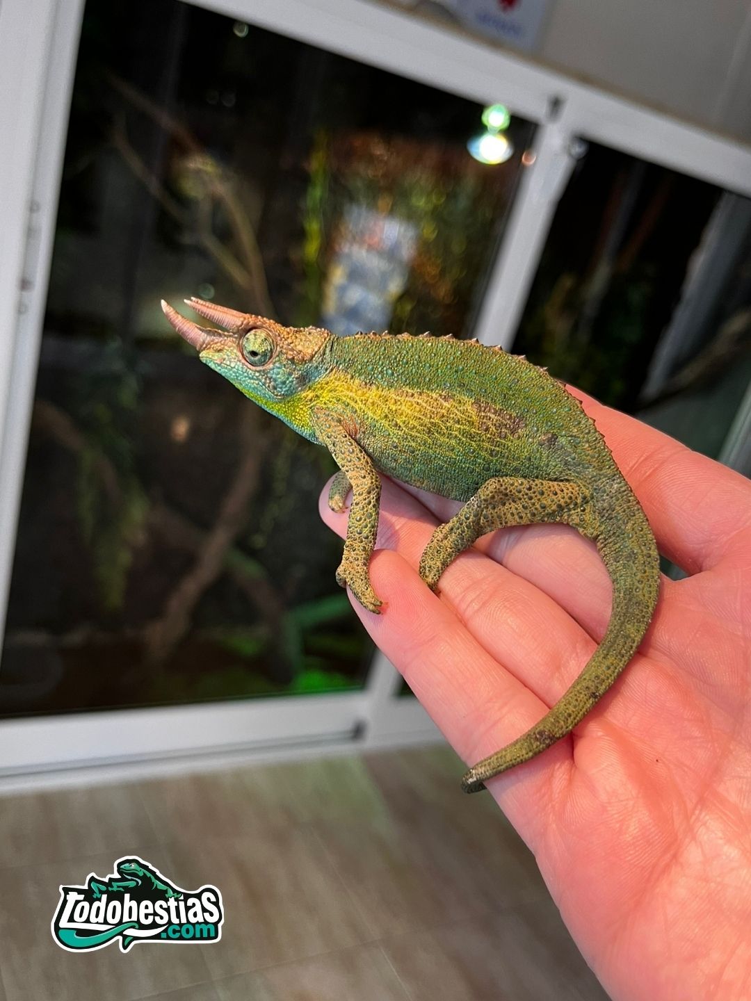 Chamaleo Jacksonii Xhantholopus