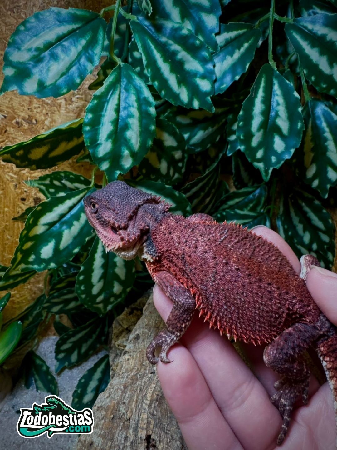 Pogona Vitticeps Red Monster hembra subadulta