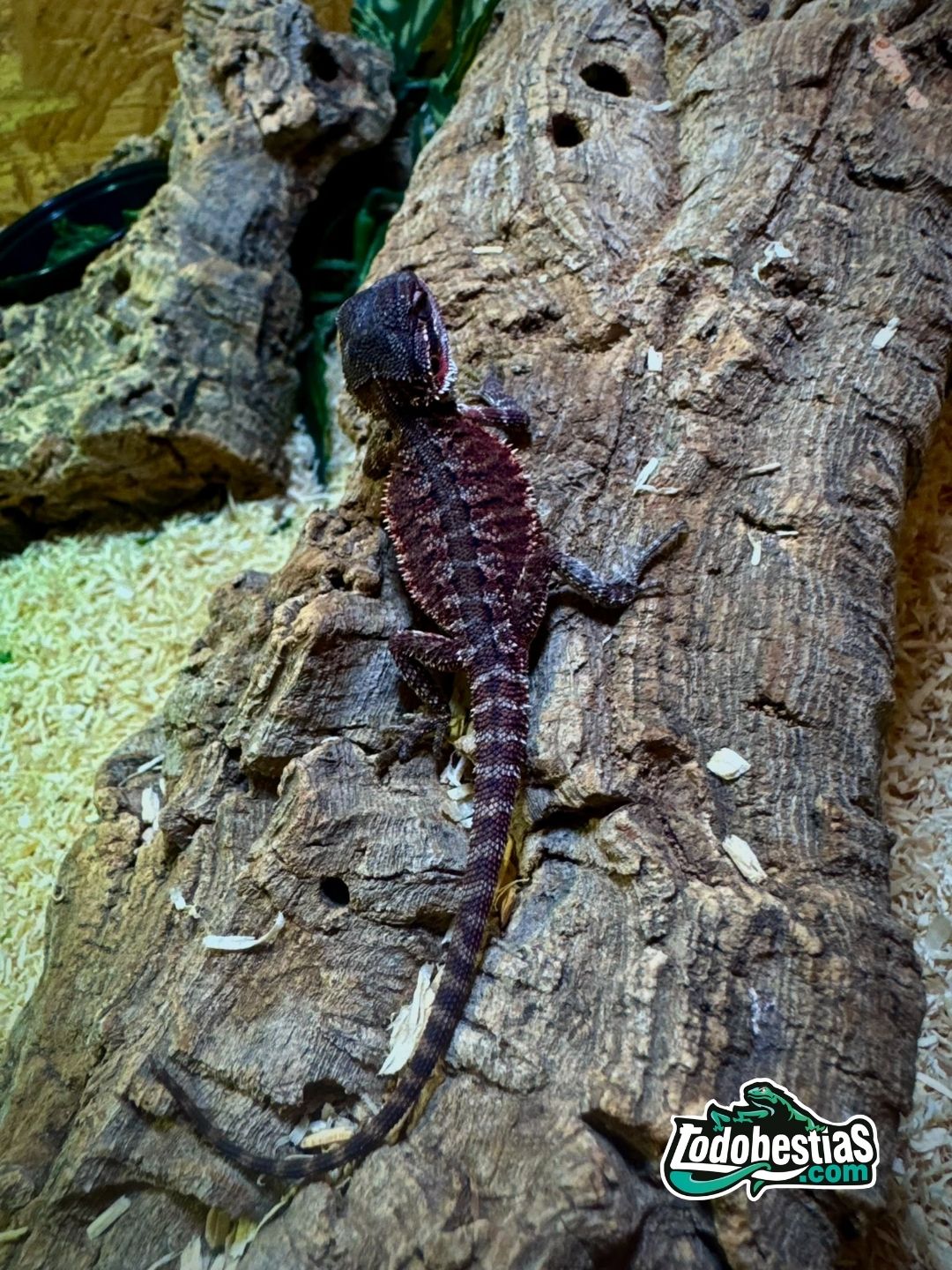 Pogona Vitticeps Red/dark Monster