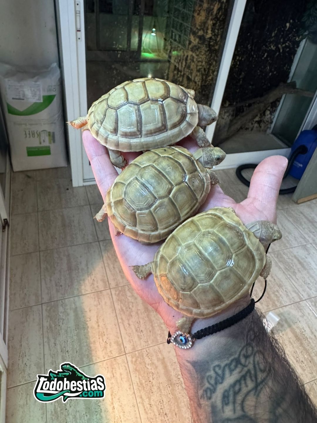 Testudo Marginata White 10/11cm