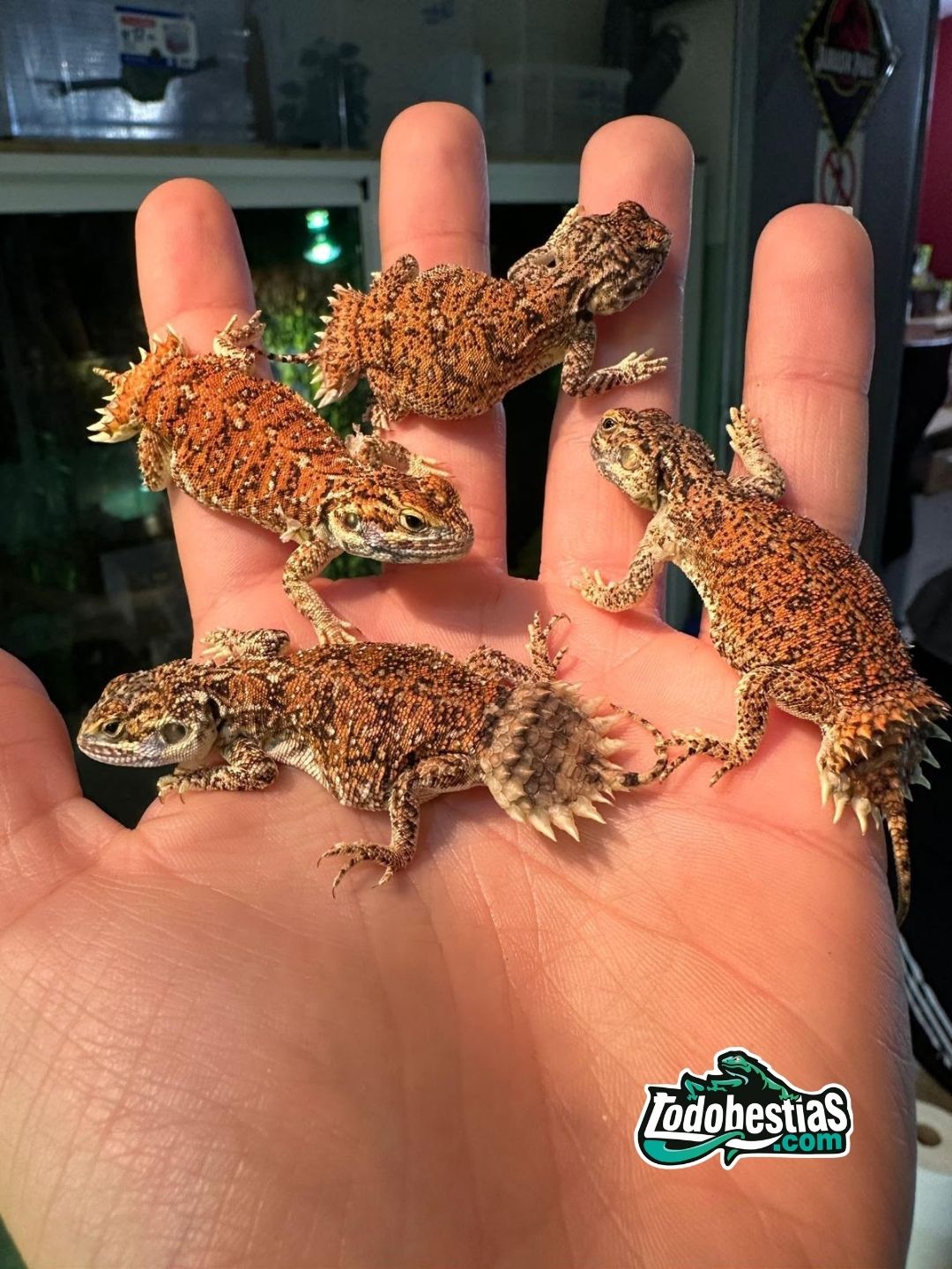 Xenagama Taylori