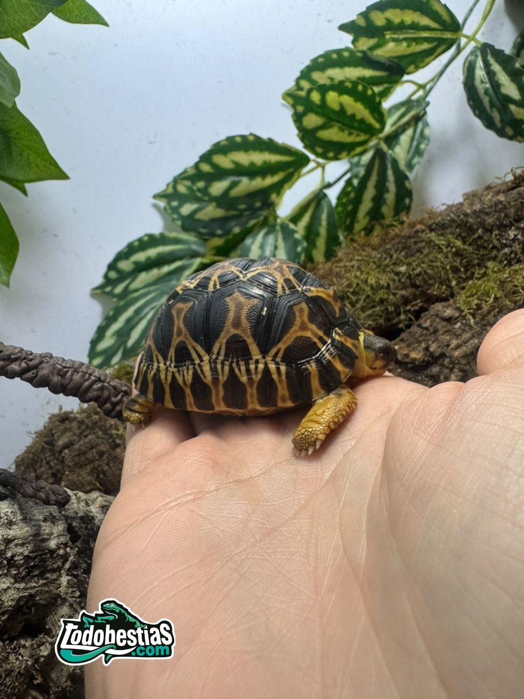 Astrochelys Radiatas 5/6cm - Imagen 2