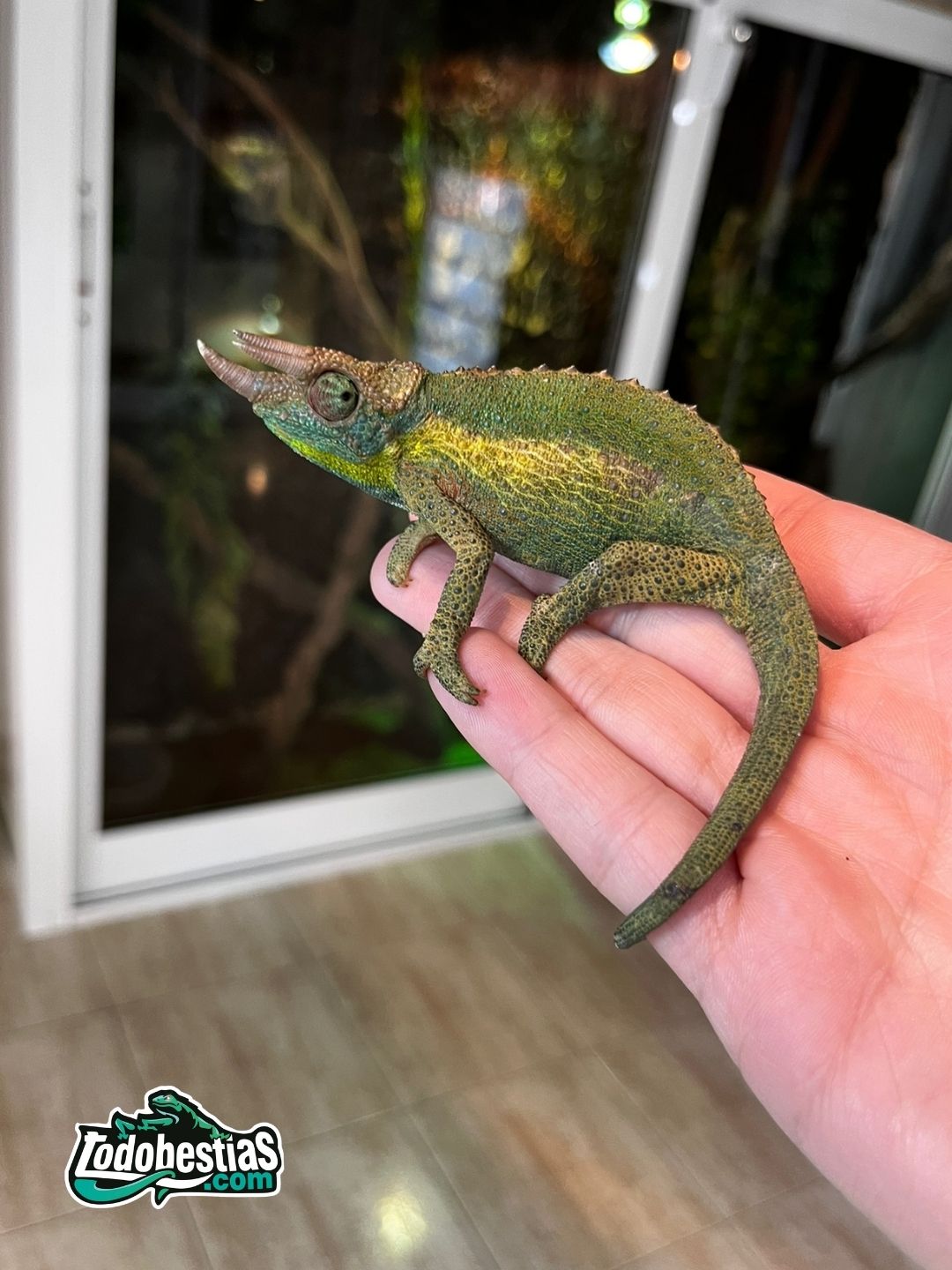 Chamaleo Jacksonii Willemgensis - Imagen 2