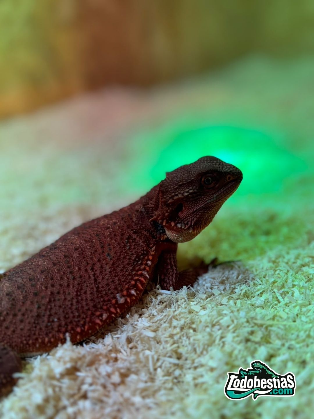 Pogona Vitticeps Red Monster hembra subadulta - Imagen 2