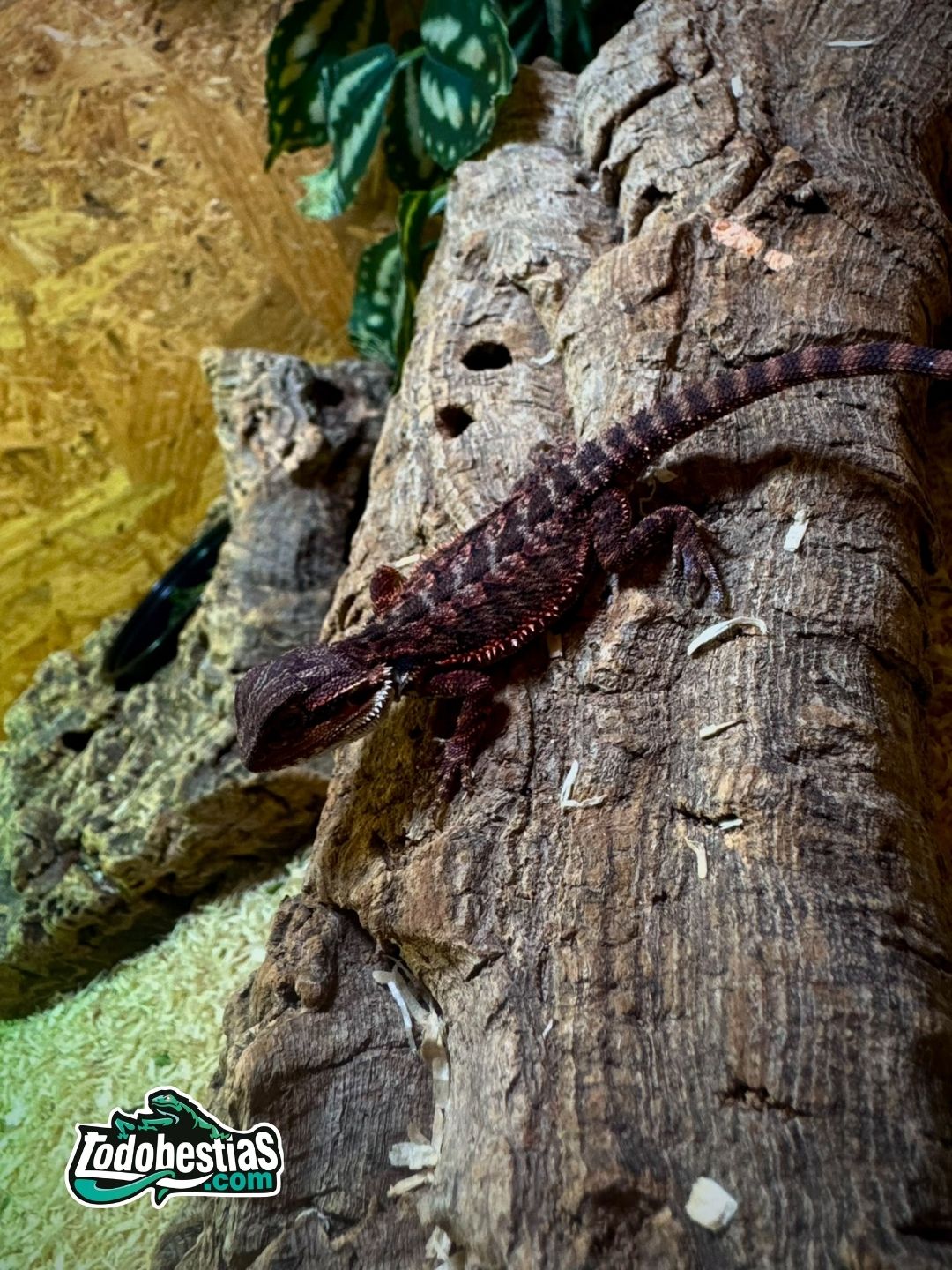 Pogona Vitticeps Red/dark Monster - Imagen 2