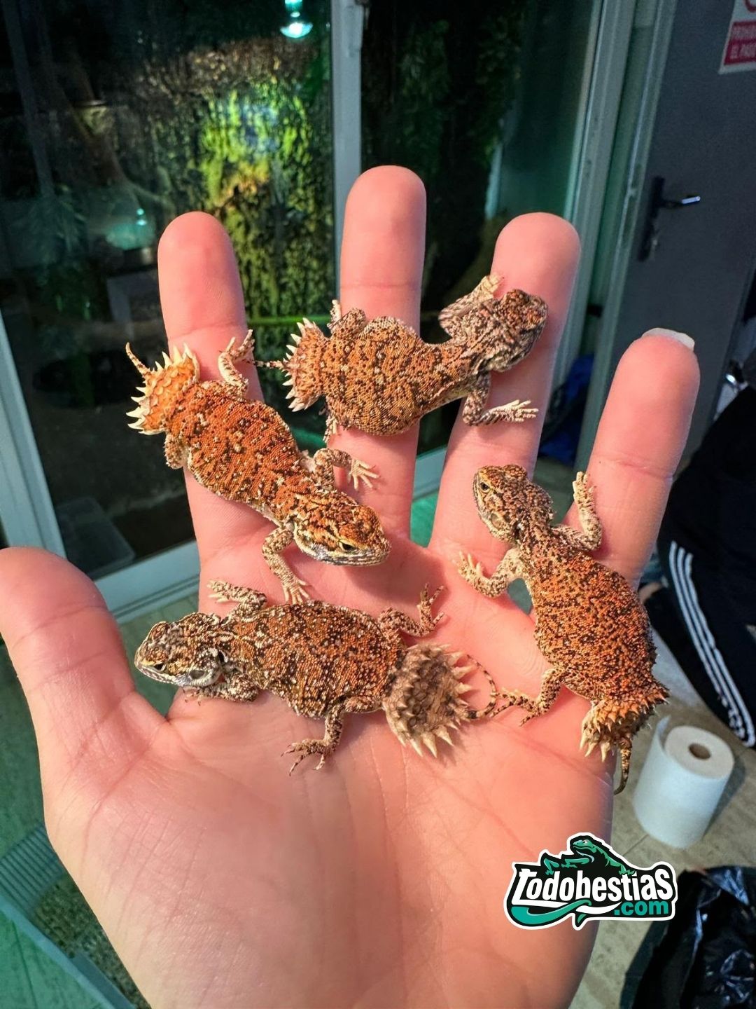 Xenagama Taylori - Imagen 2