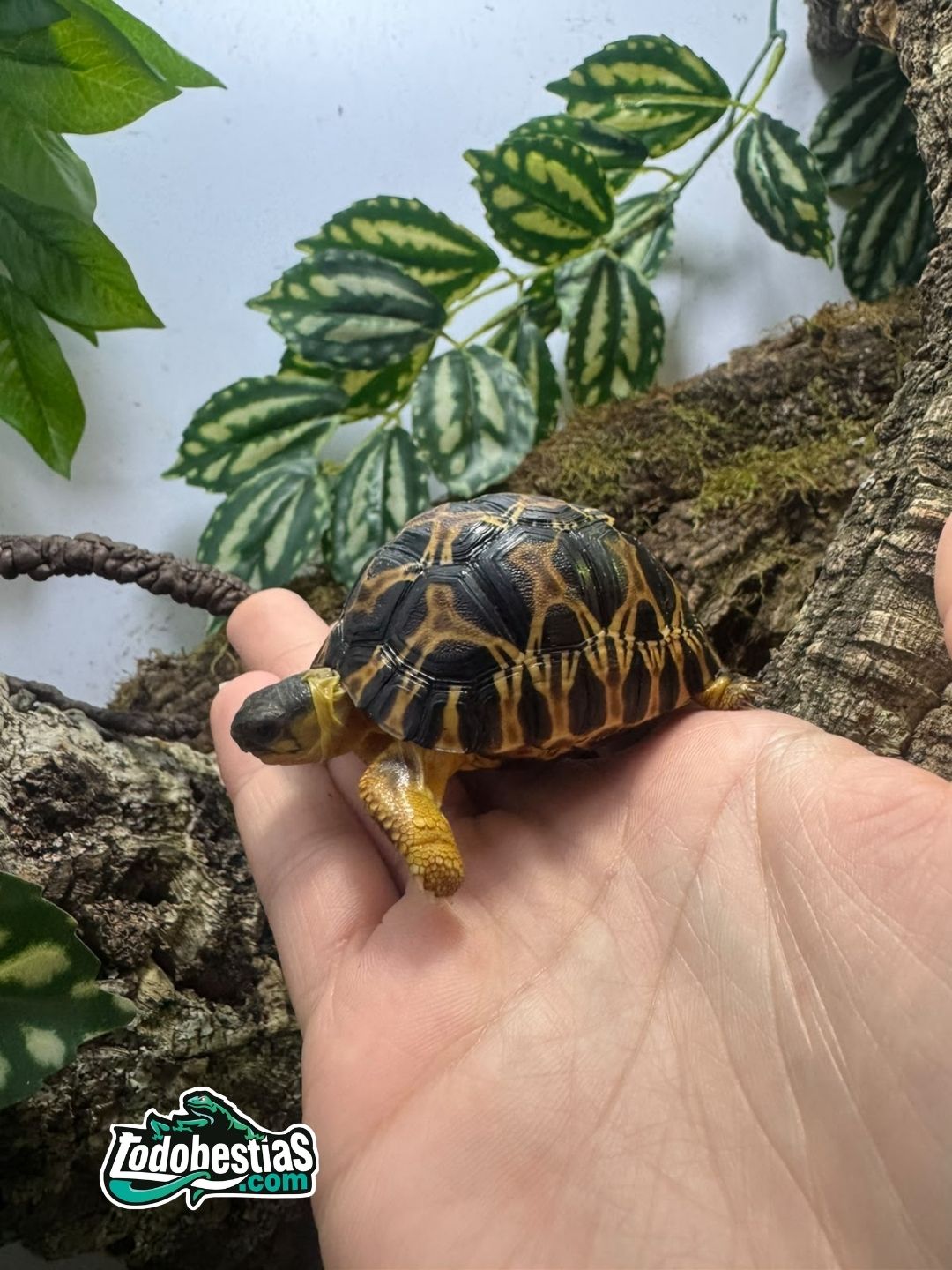 Astrochelys Radiatas 5/6cm - Imagen 3