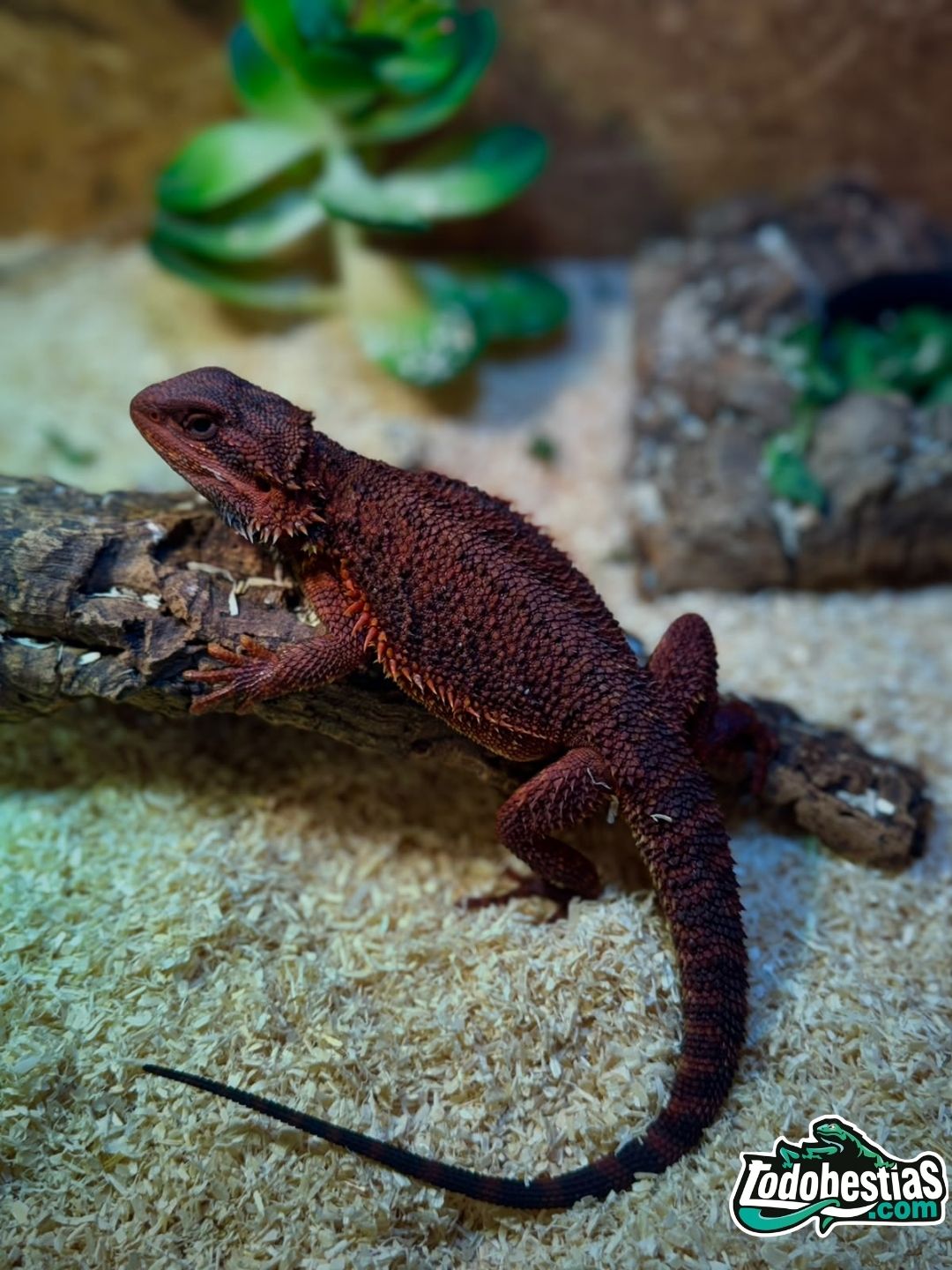 Pogona Vitticeps Red Monster hembra subadulta - Imagen 3