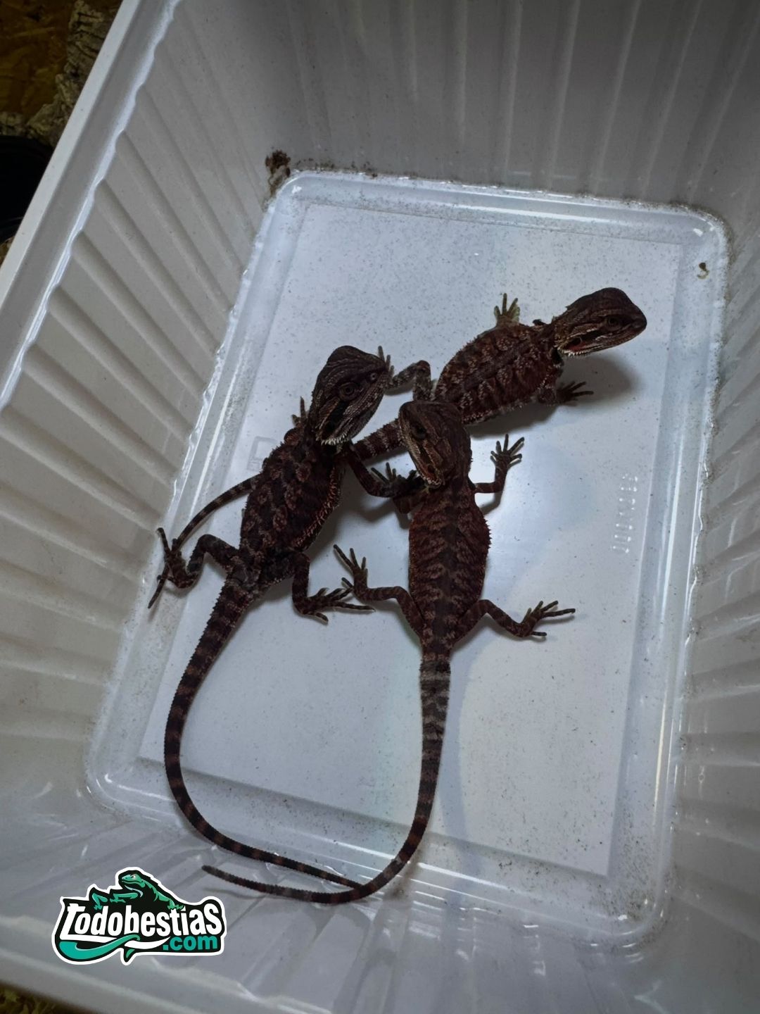 Pogona Vitticeps Red/dark Monster - Imagen 3