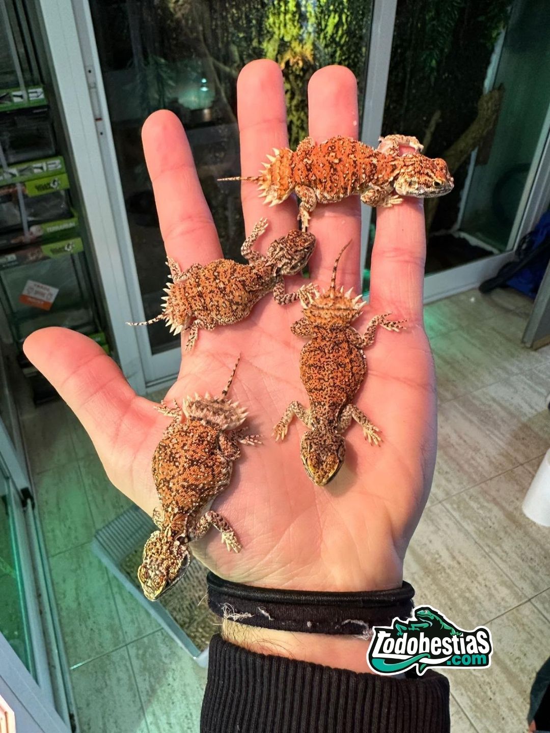 Xenagama Taylori - Imagen 3