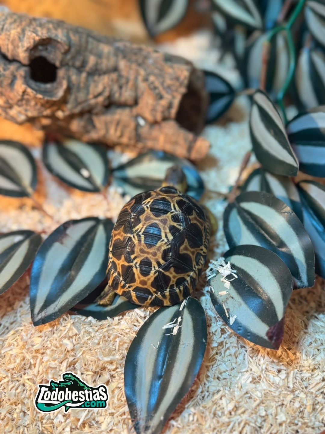 Astrochelys Radiatas 5/6cm - Imagen 4