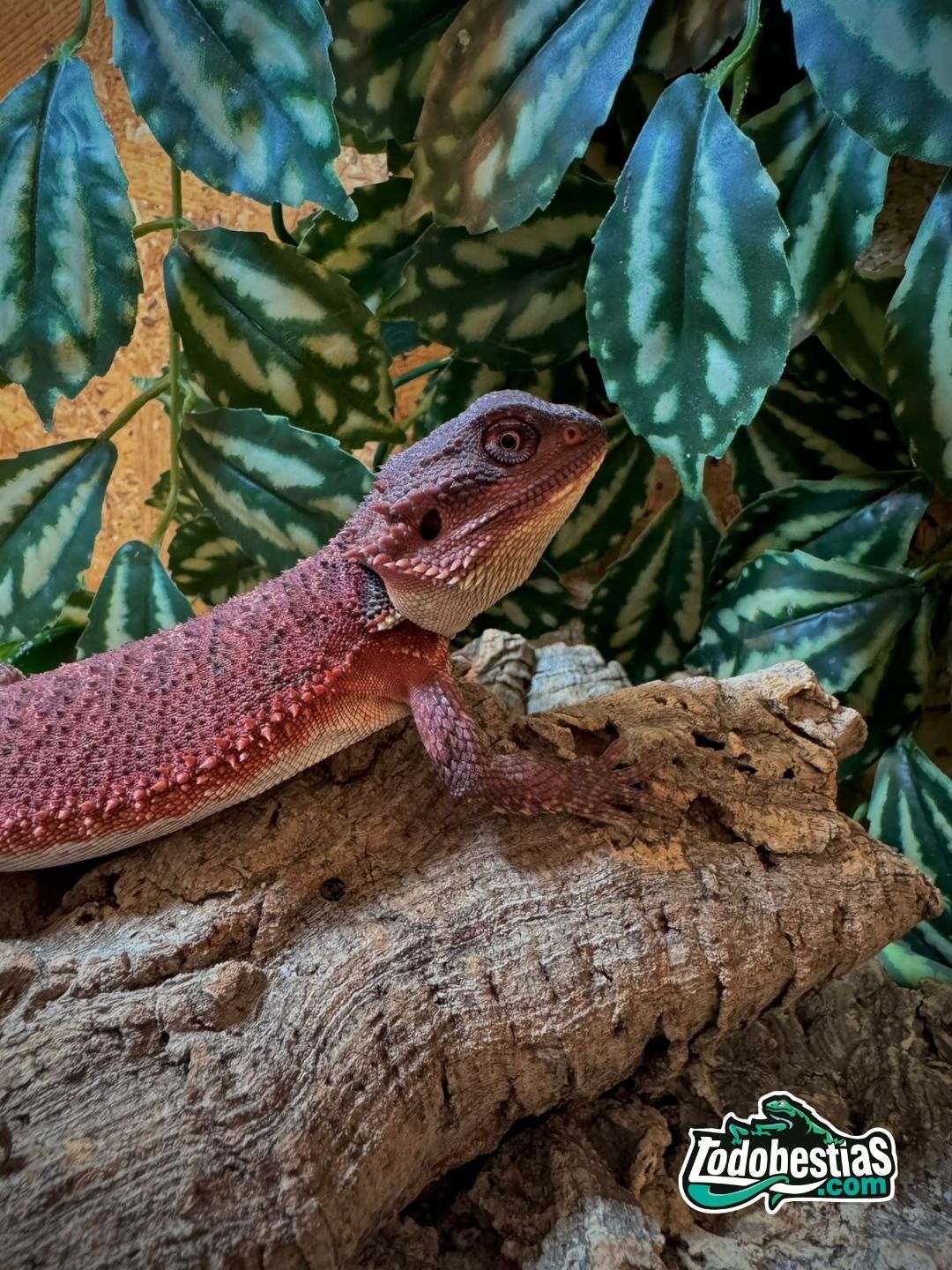 Pogona Vitticeps Red Monster hembra subadulta - Imagen 4