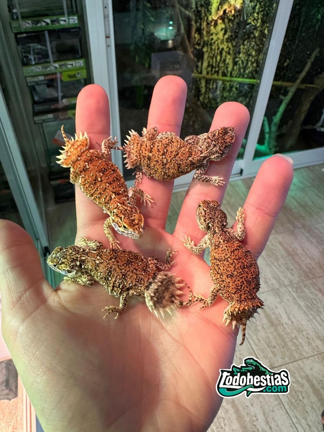 Xenagama Taylori - Imagen 4