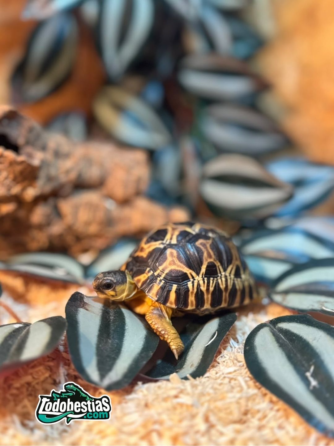 Astrochelys Radiatas 5/6cm - Imagen 5