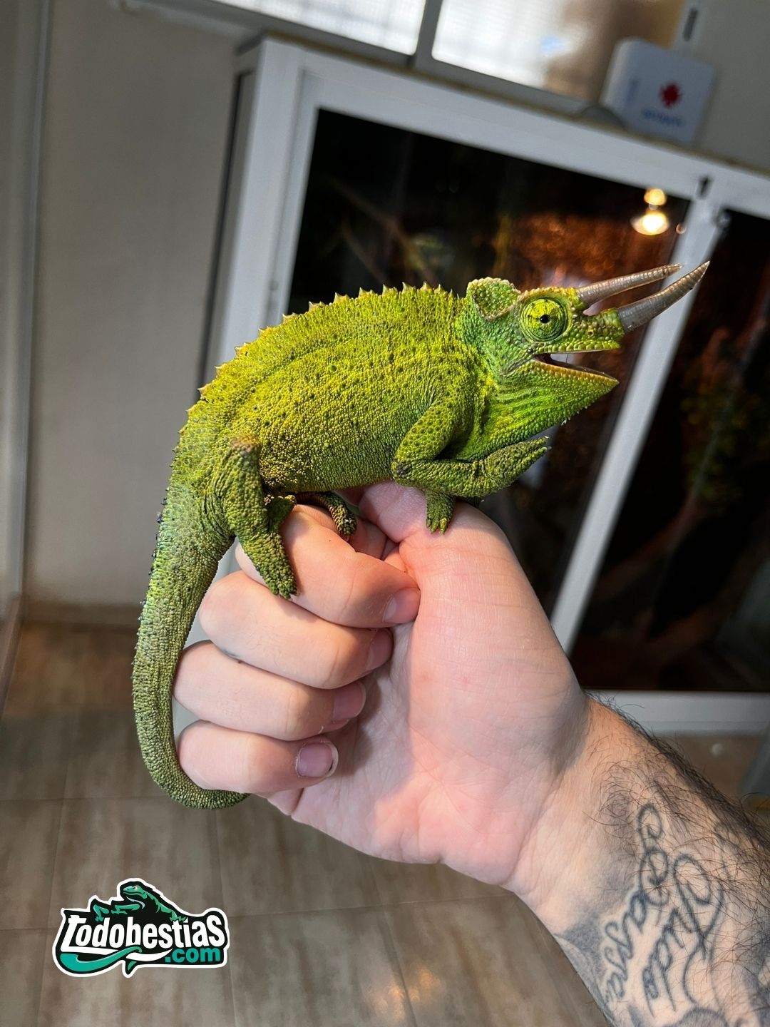 Chamaleo Jacksonii Willemgensis - Imagen 6