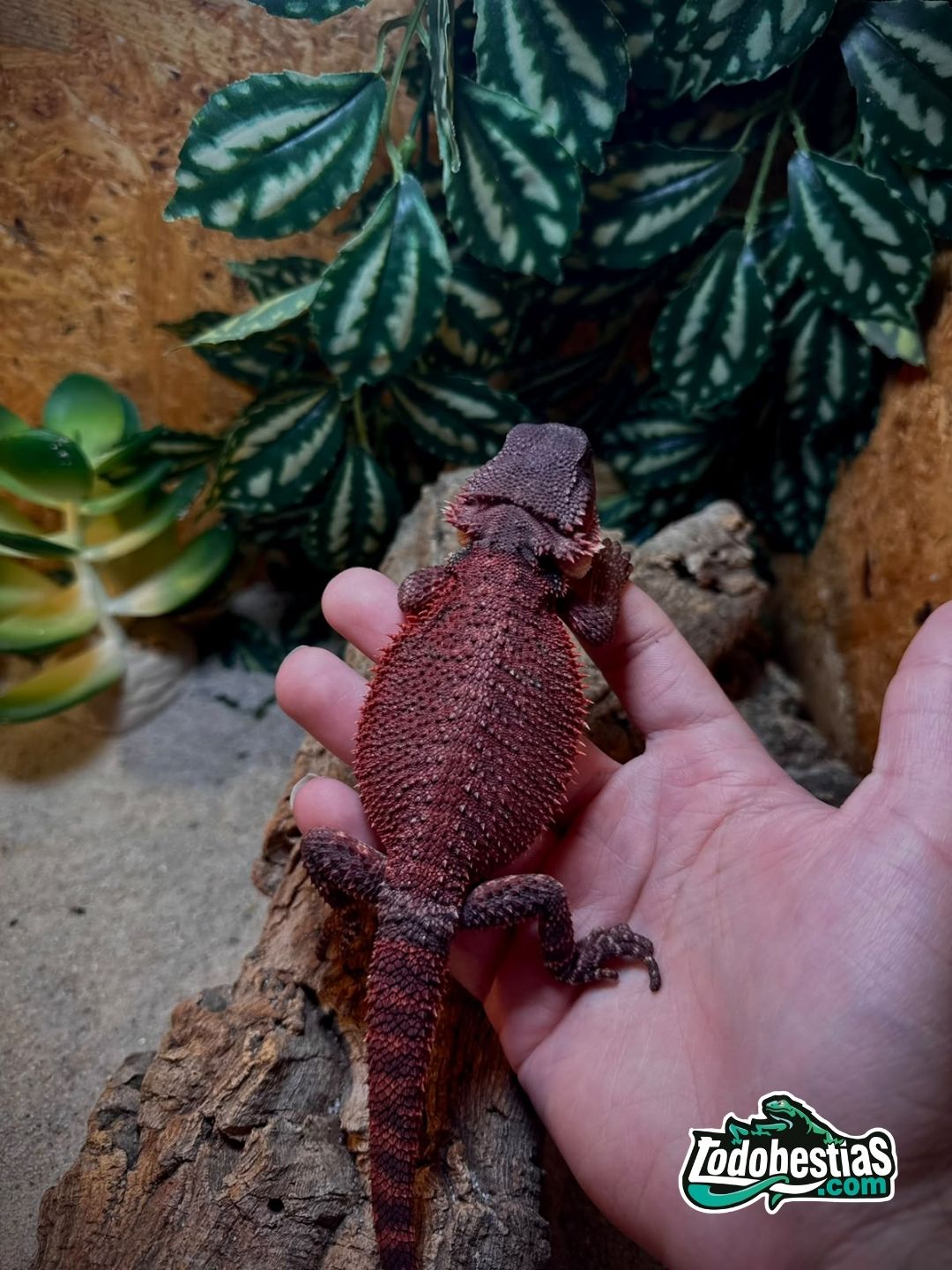 Pogona Vitticeps Red Monster hembra subadulta - Imagen 5