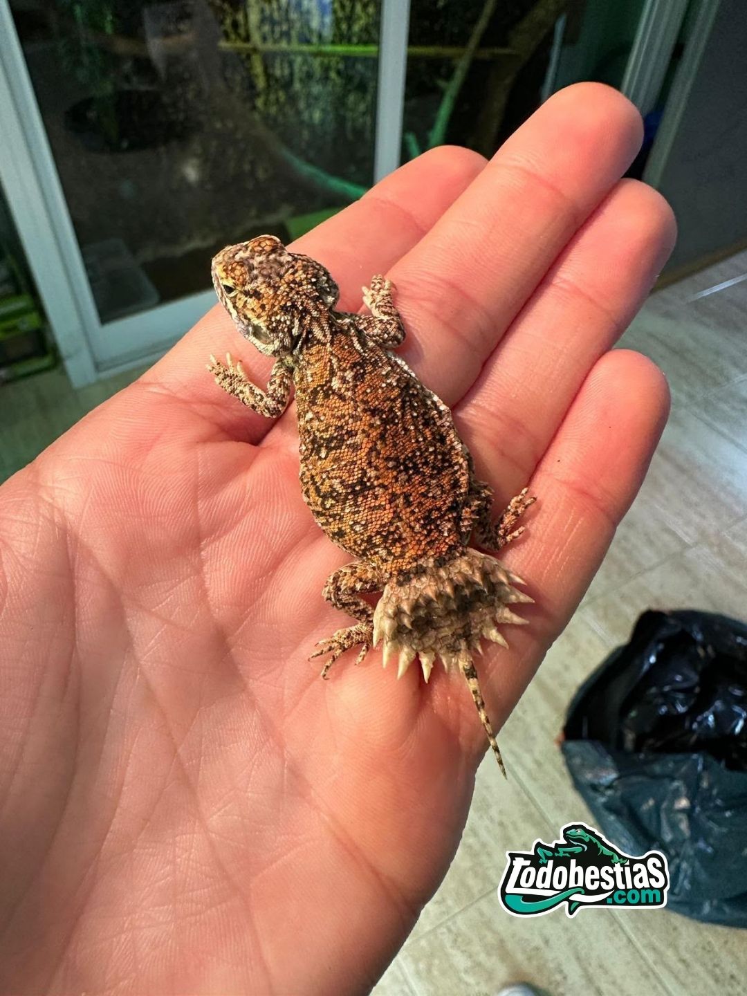 Xenagama Taylori - Imagen 5