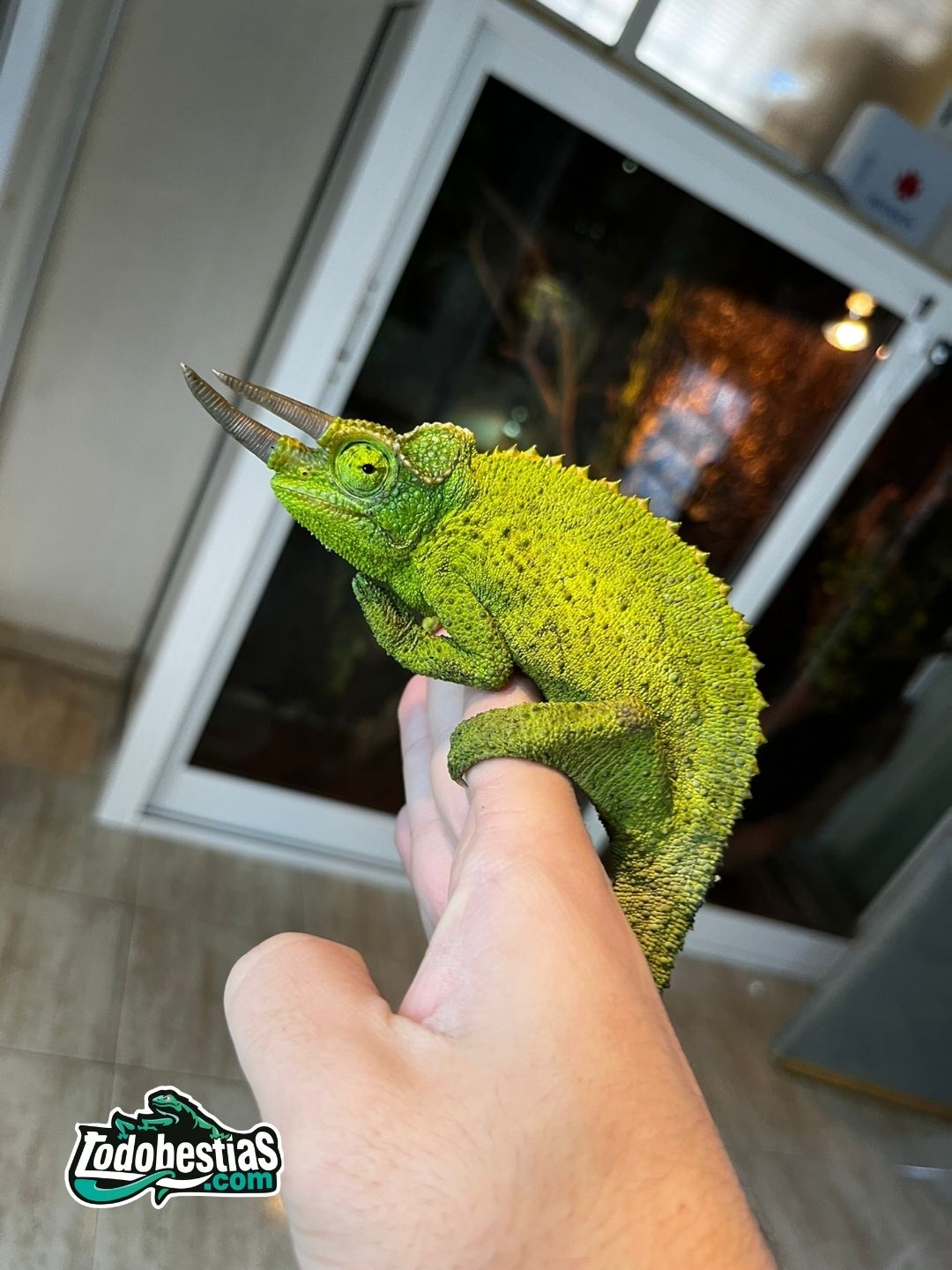 Chamaleo Jacksonii Willemgensis - Imagen 4